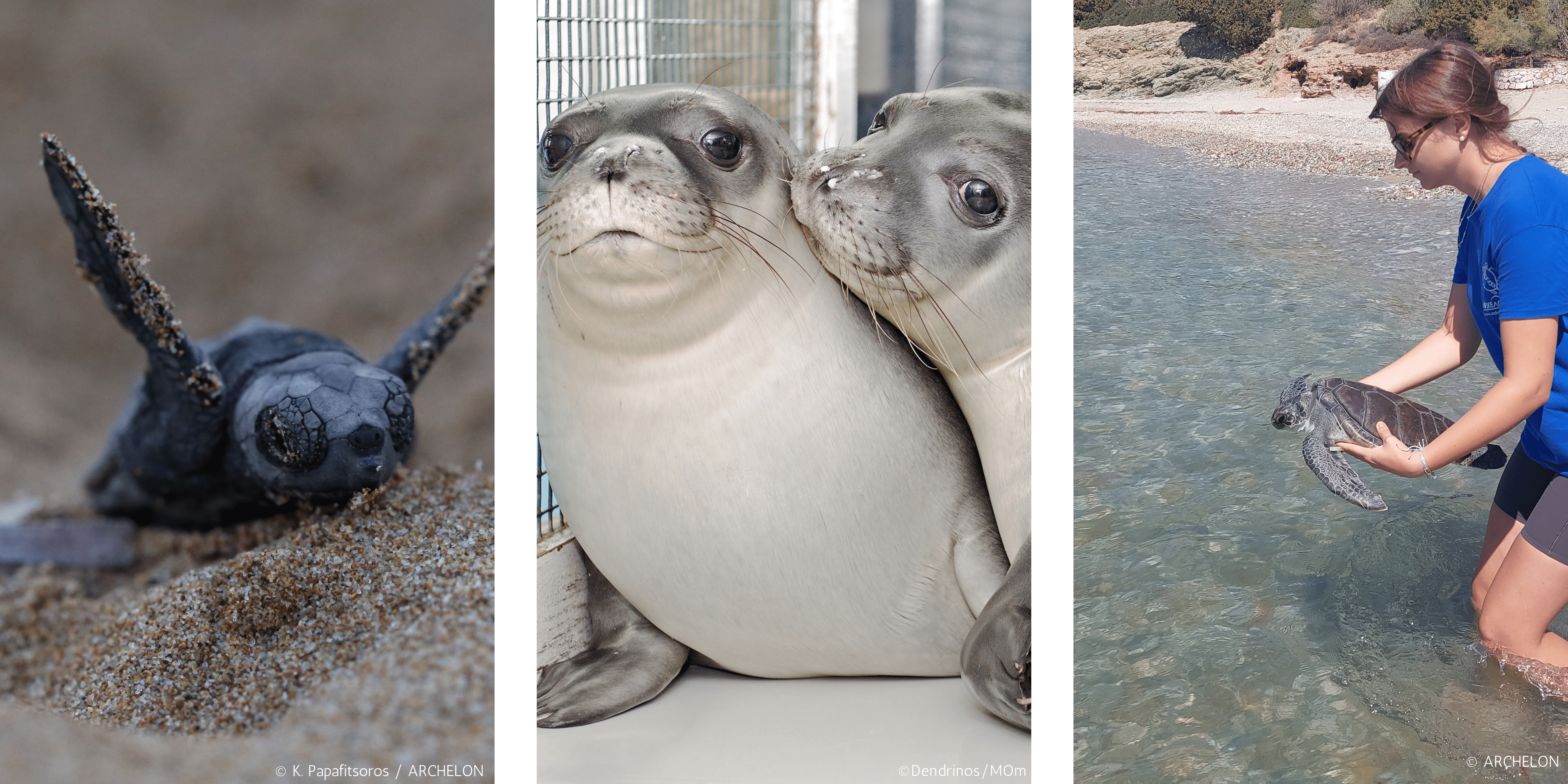three species that will be protected through life adapts