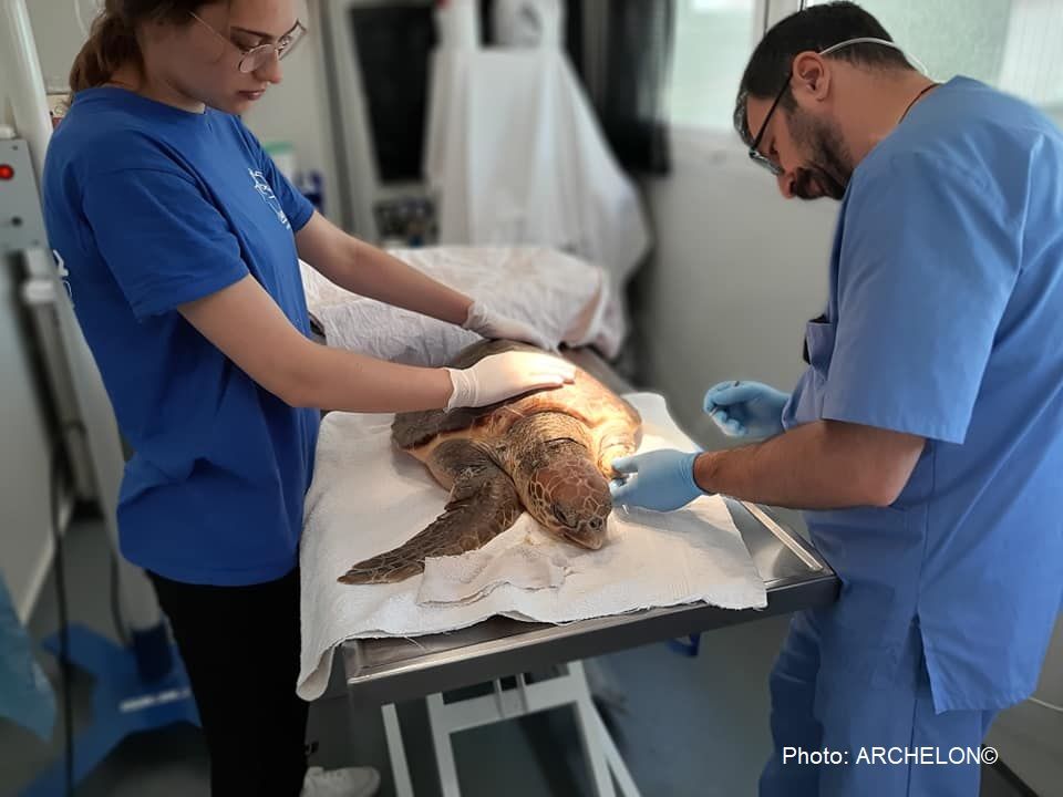 ARCHELON Rescue Centre_turtle treatment.jpg