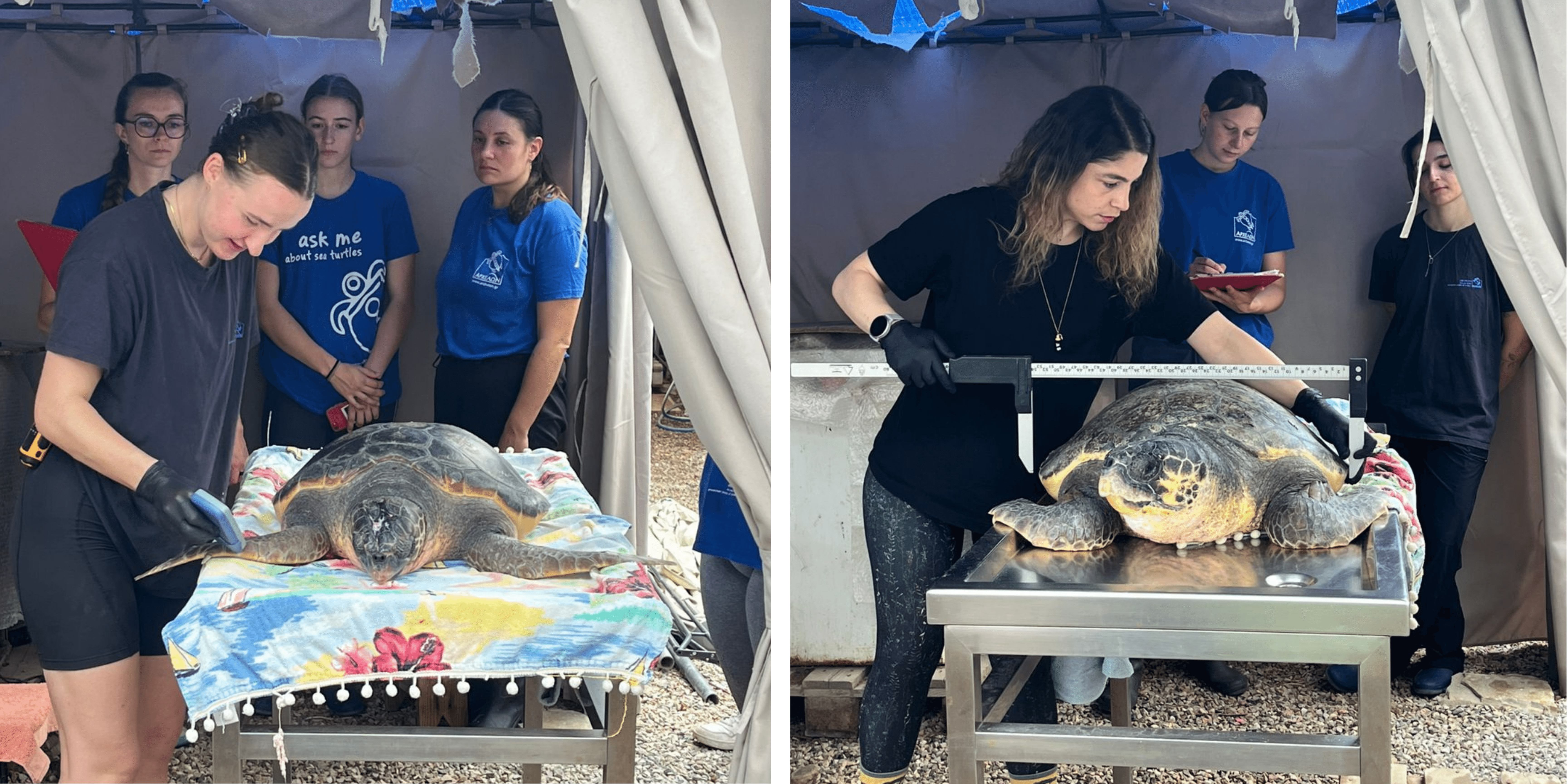 Aktaia & Herbert prer.png