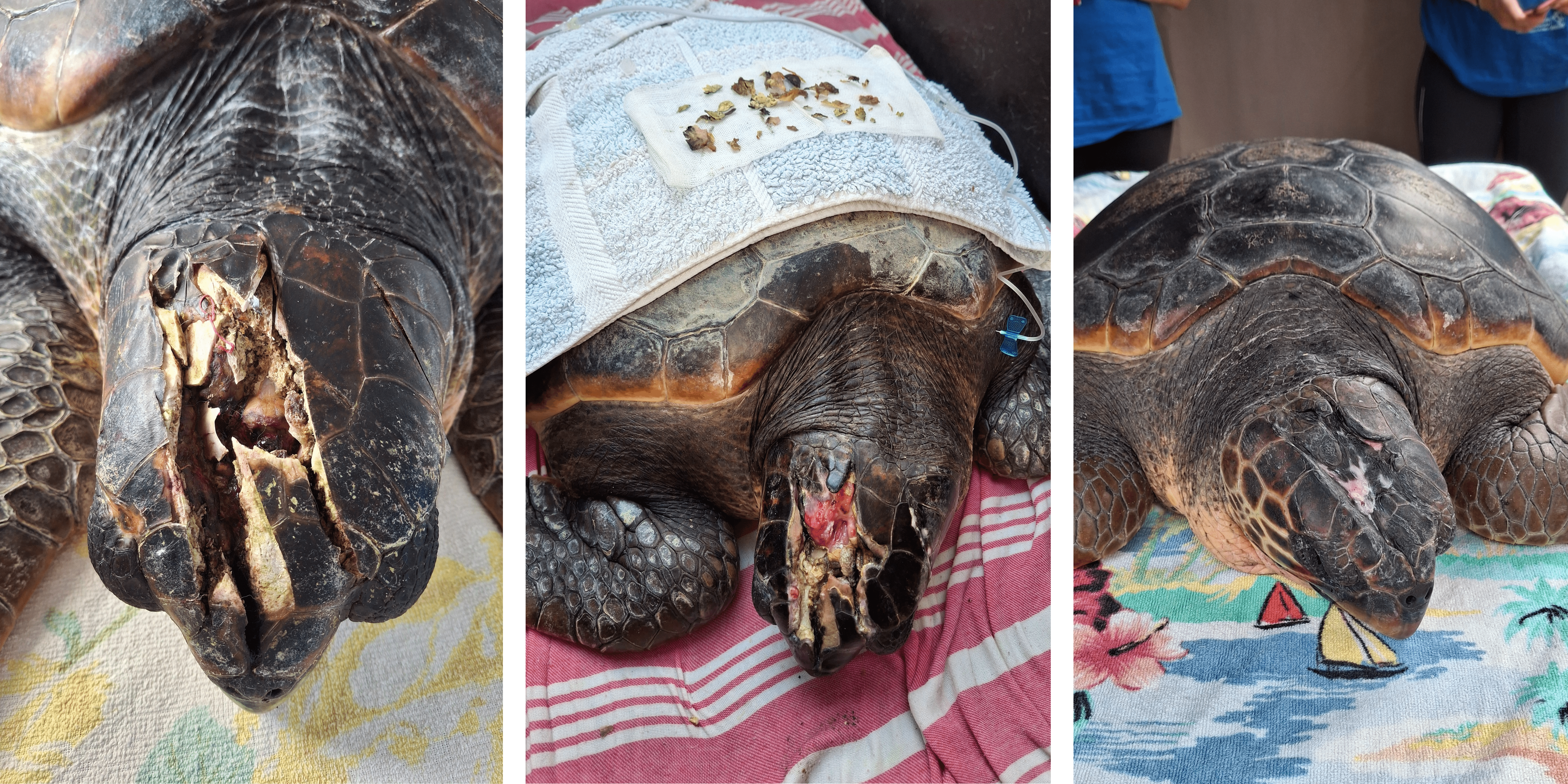 Aktaia's healing process.png