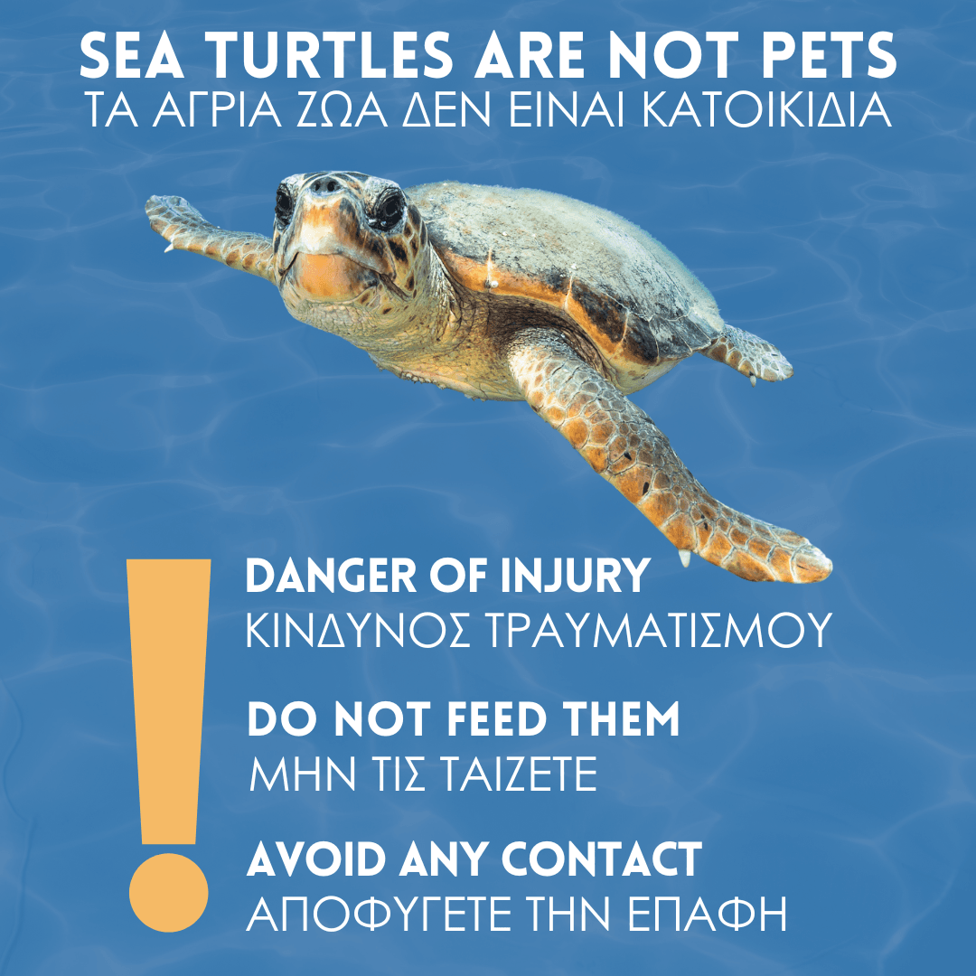DO NOT FEED SEA TURTLES.png