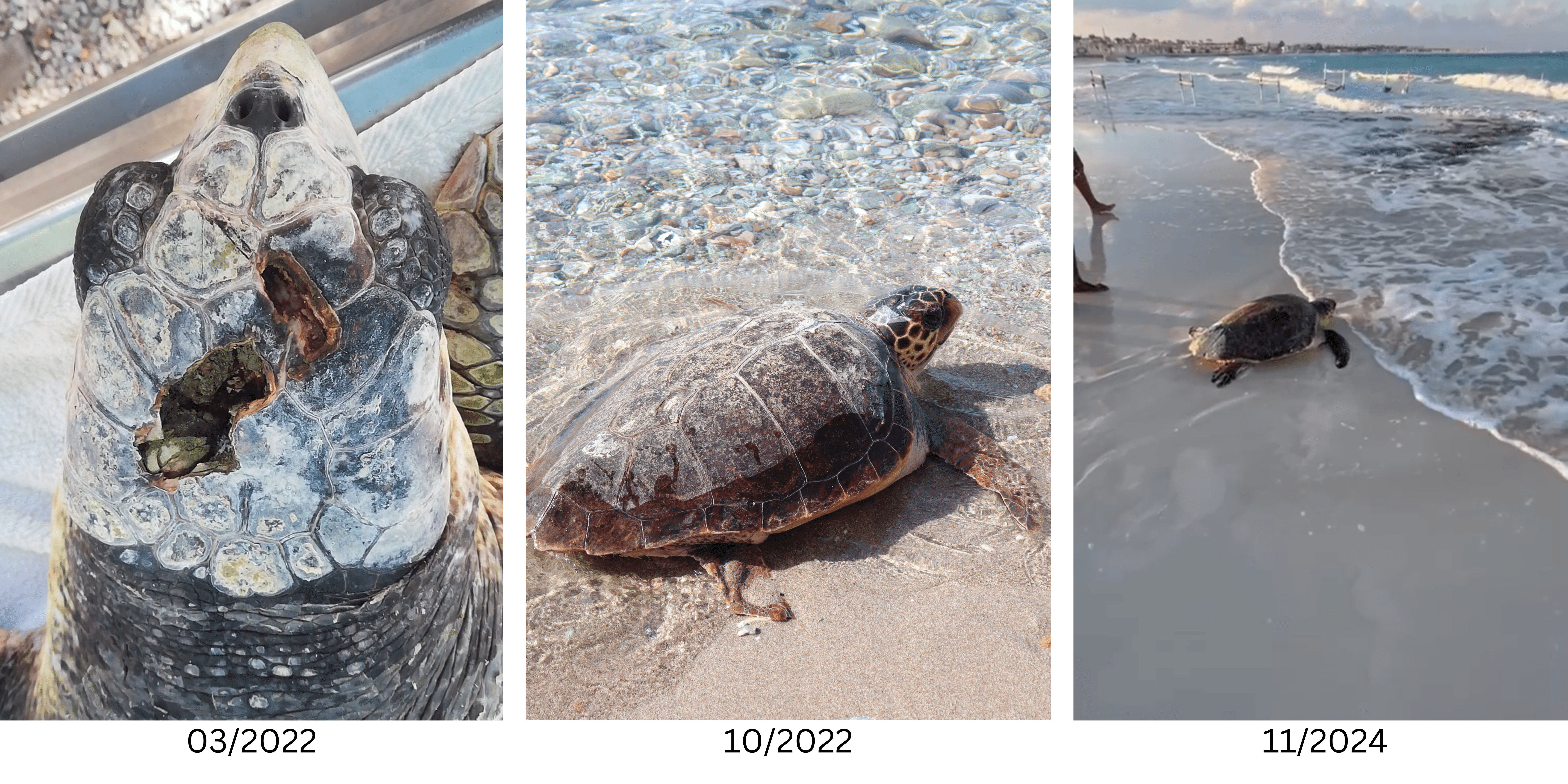 3 photos of Drea from when shea arrived at the Rescue Centre, on the day of her release and the day she was found in Egypt