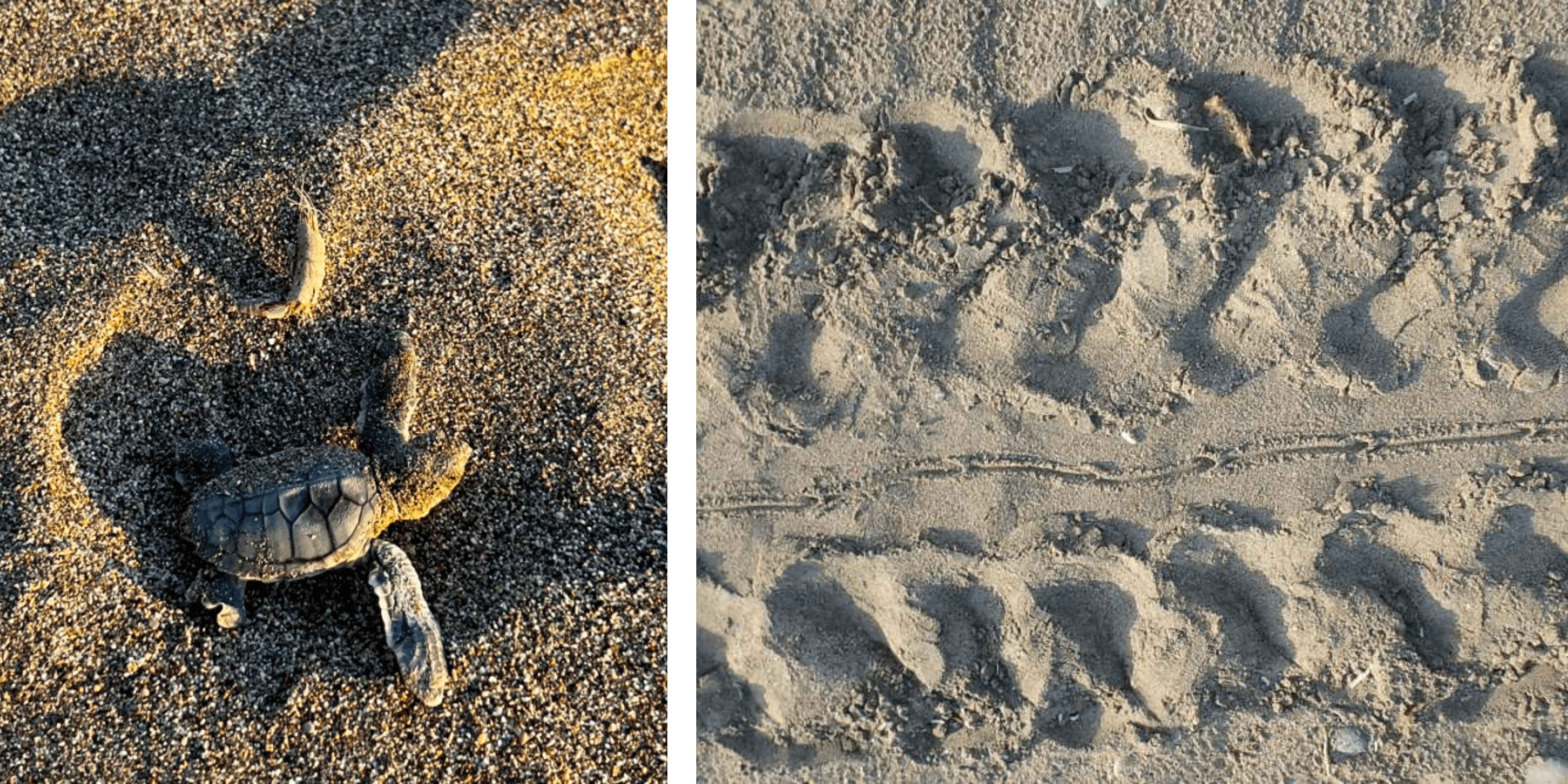 Green turtle tracks