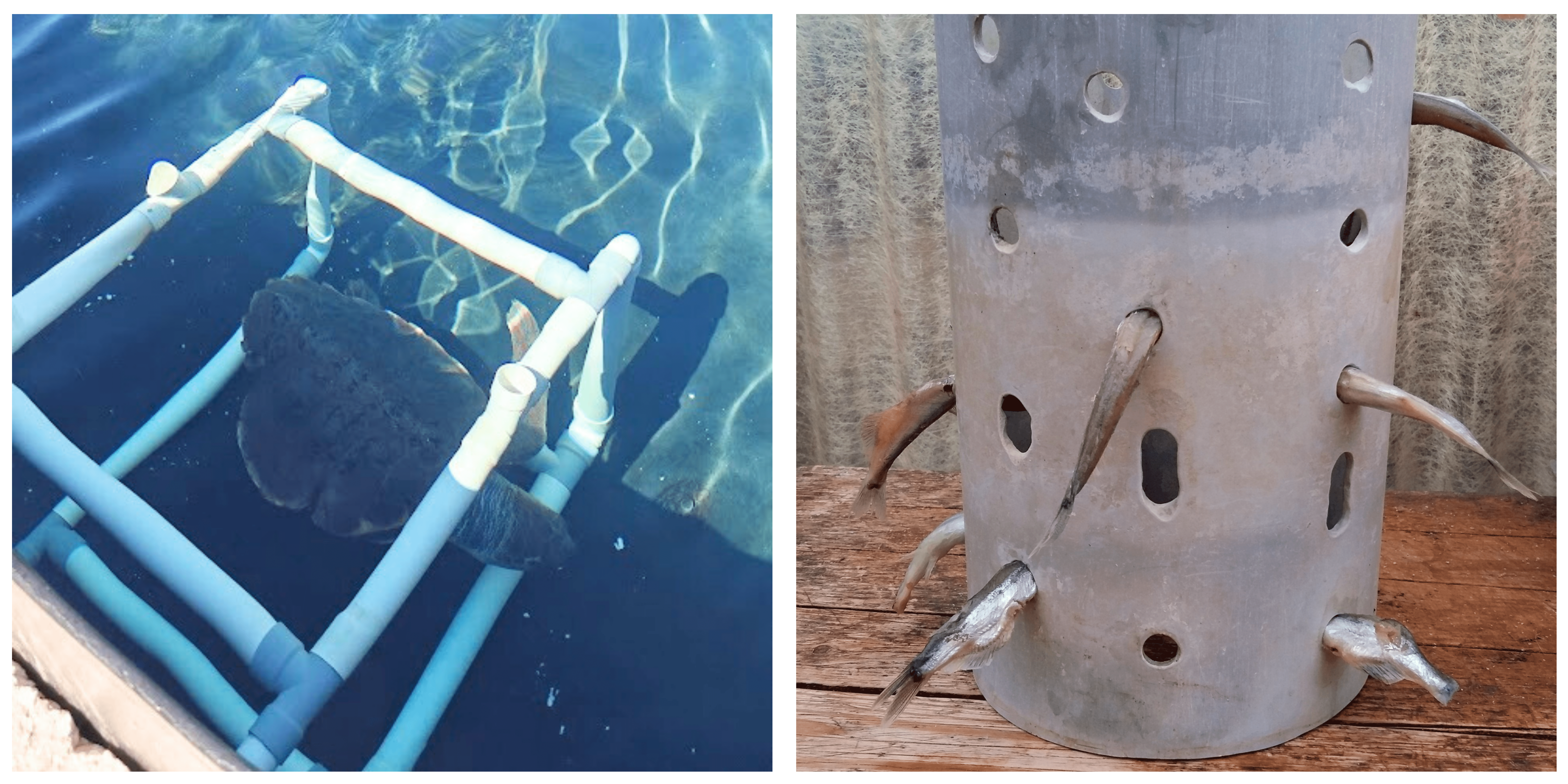 sea turtles during environmental enrichment