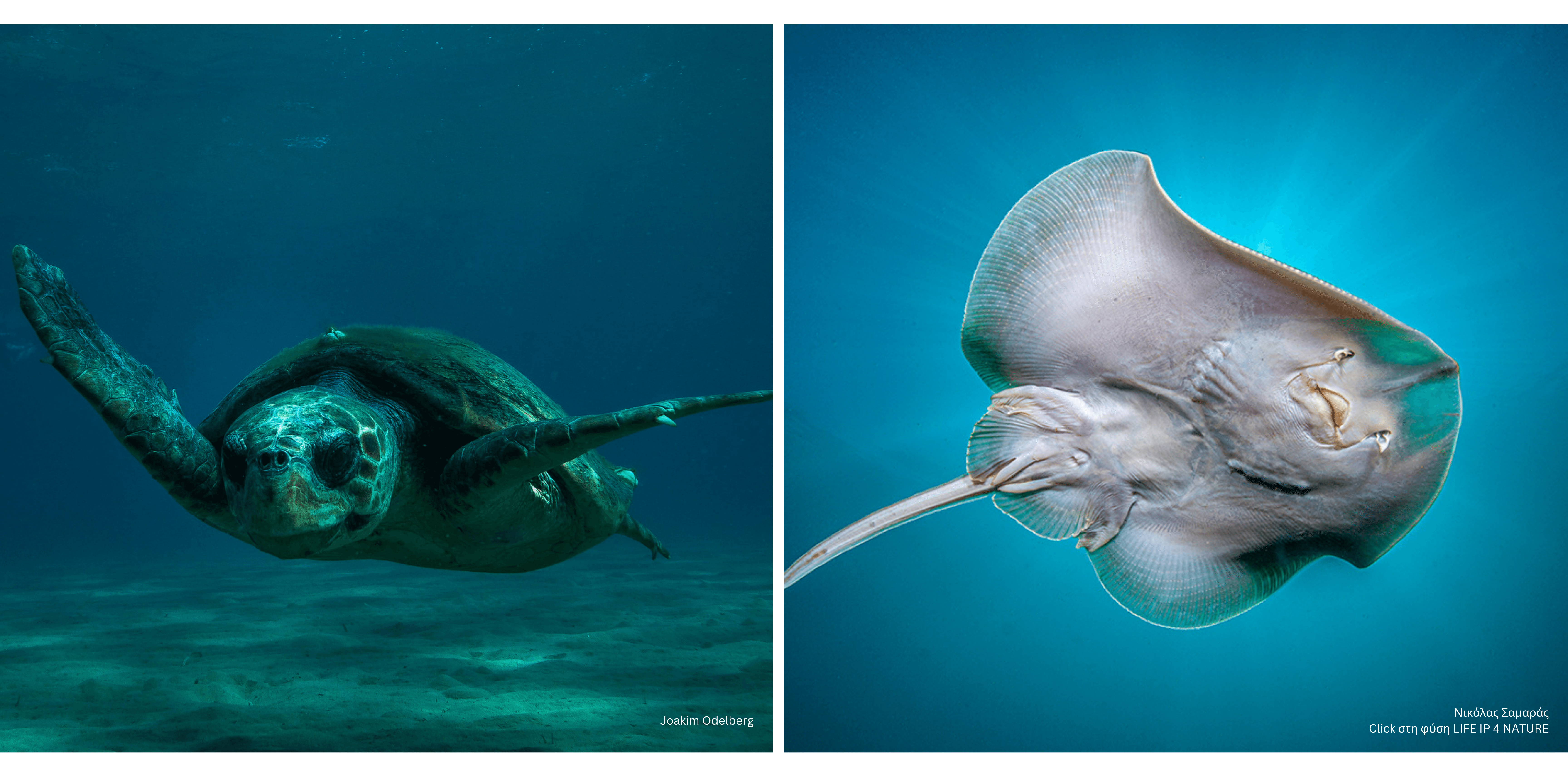 Photo of a stingray and a sea turtle