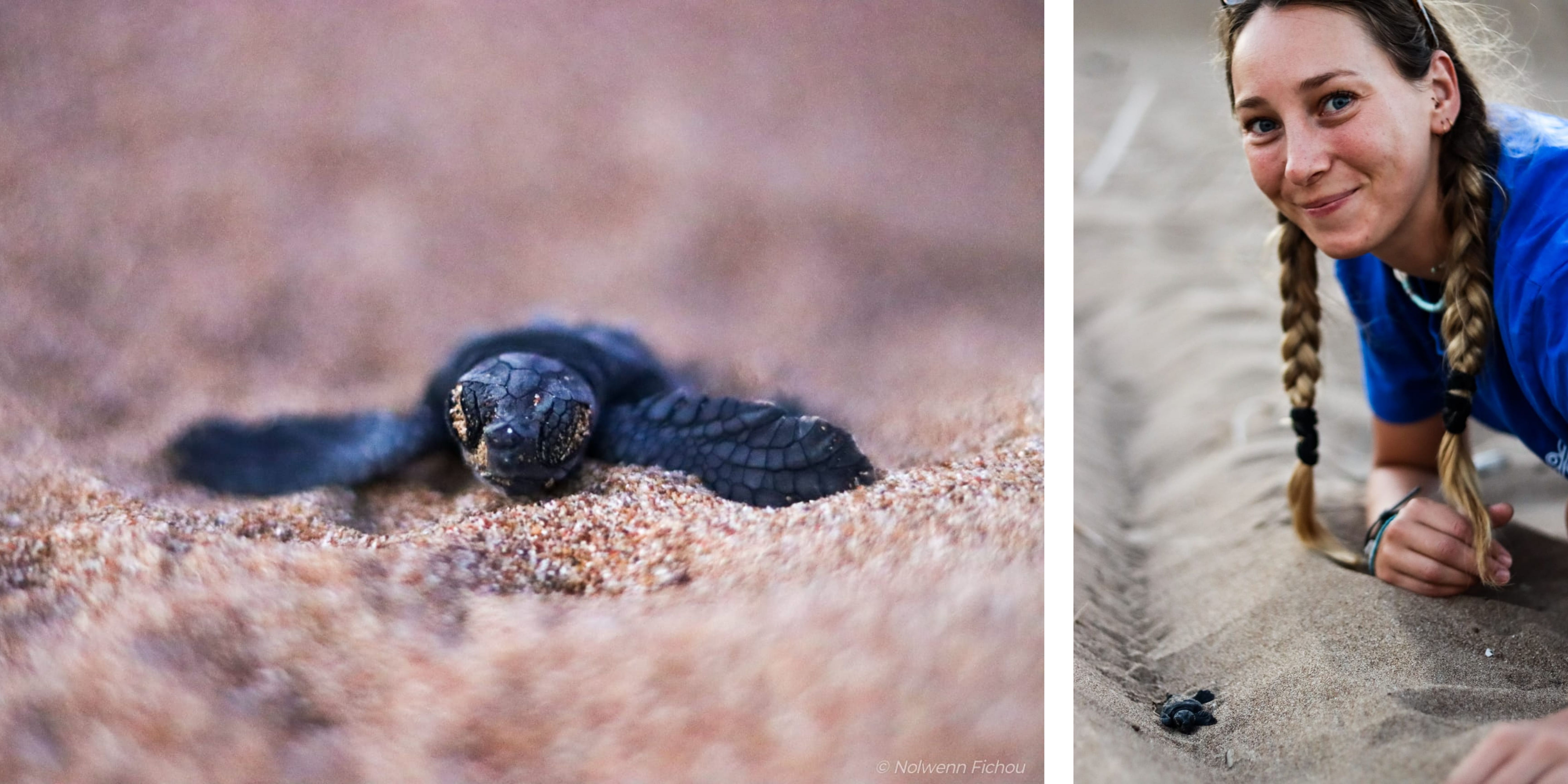 HATCHLINGS.jpg