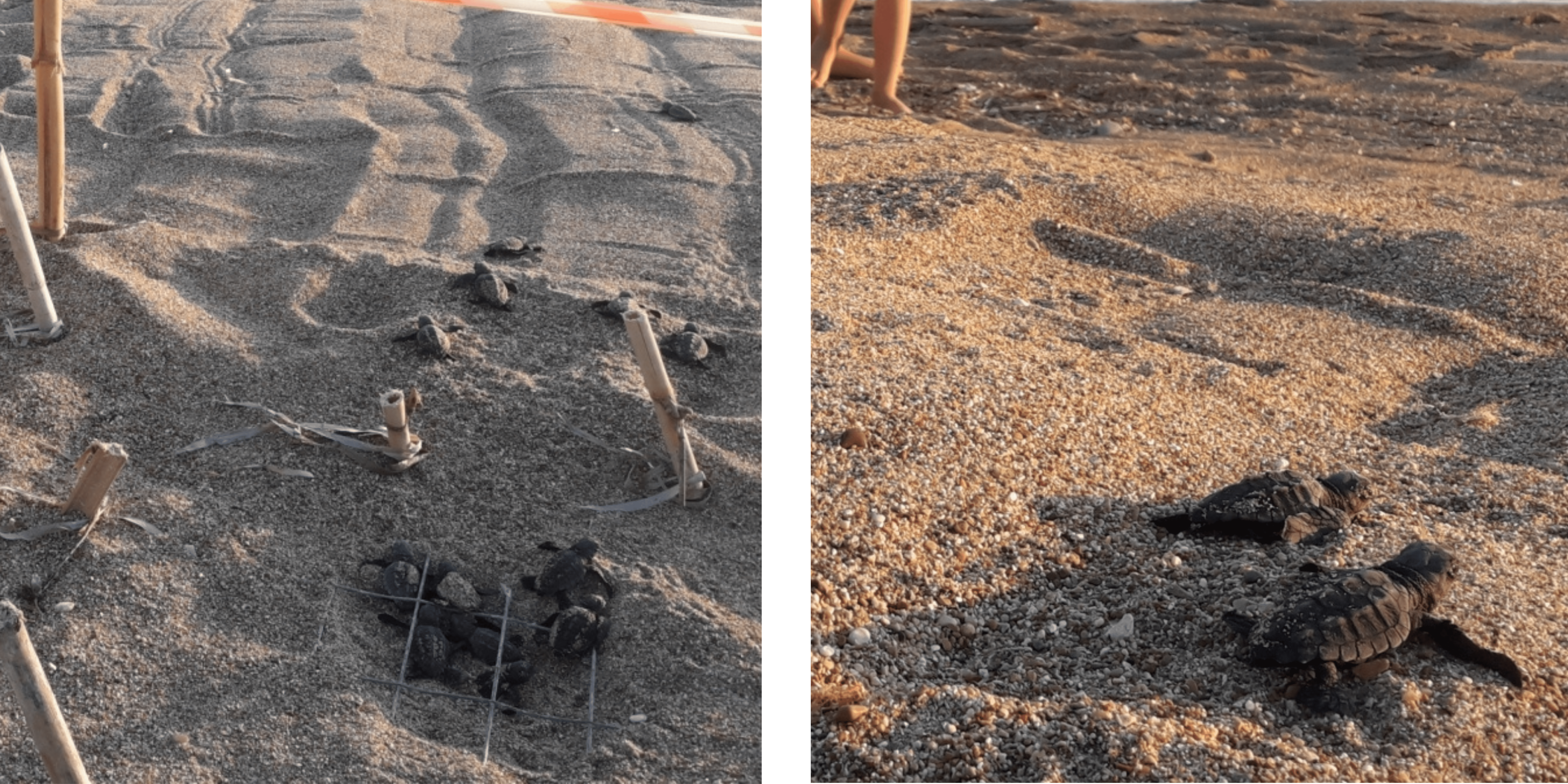 Hatchlings at the Romanos beach 