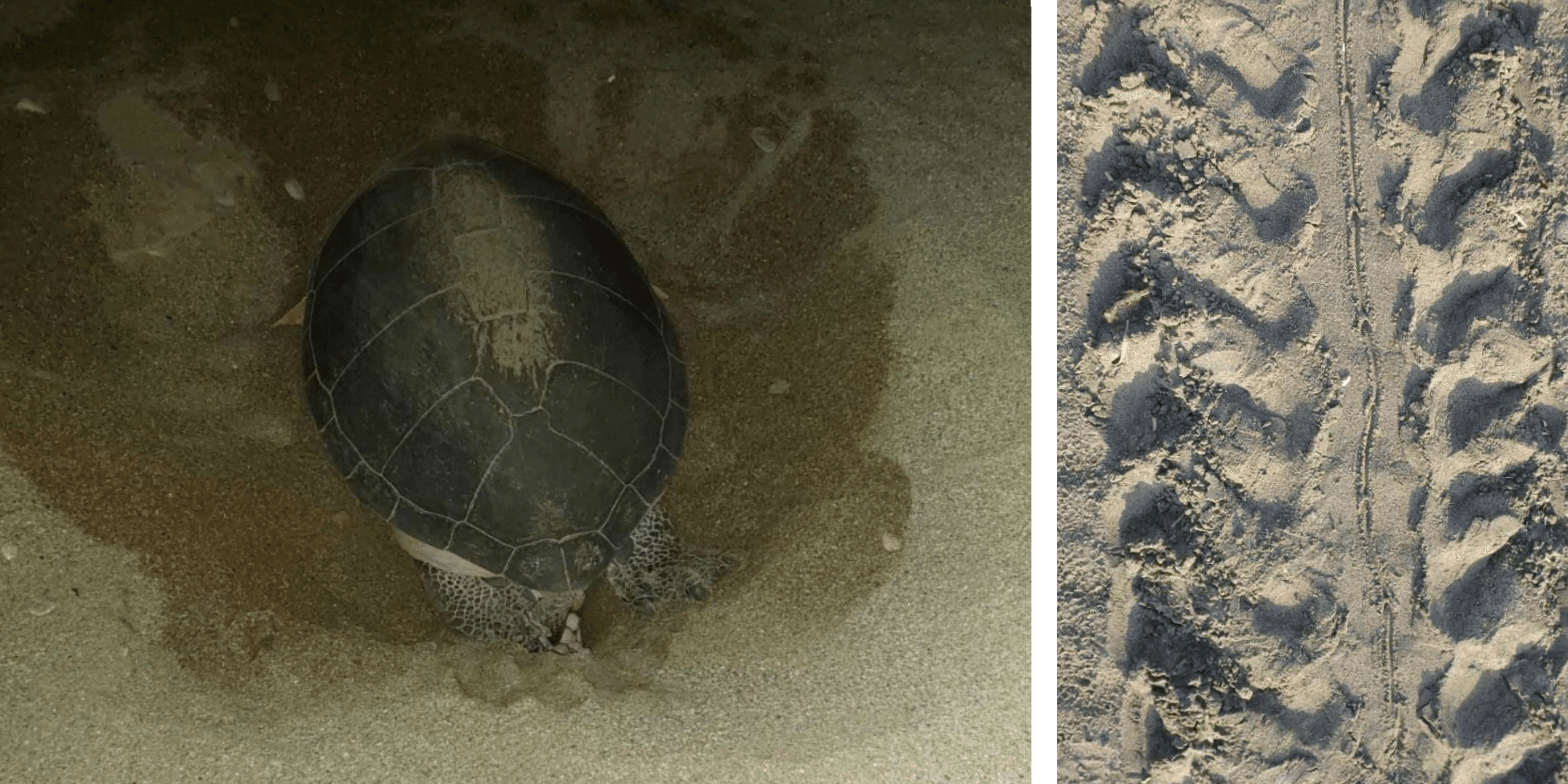 Herbert healing process (1).png