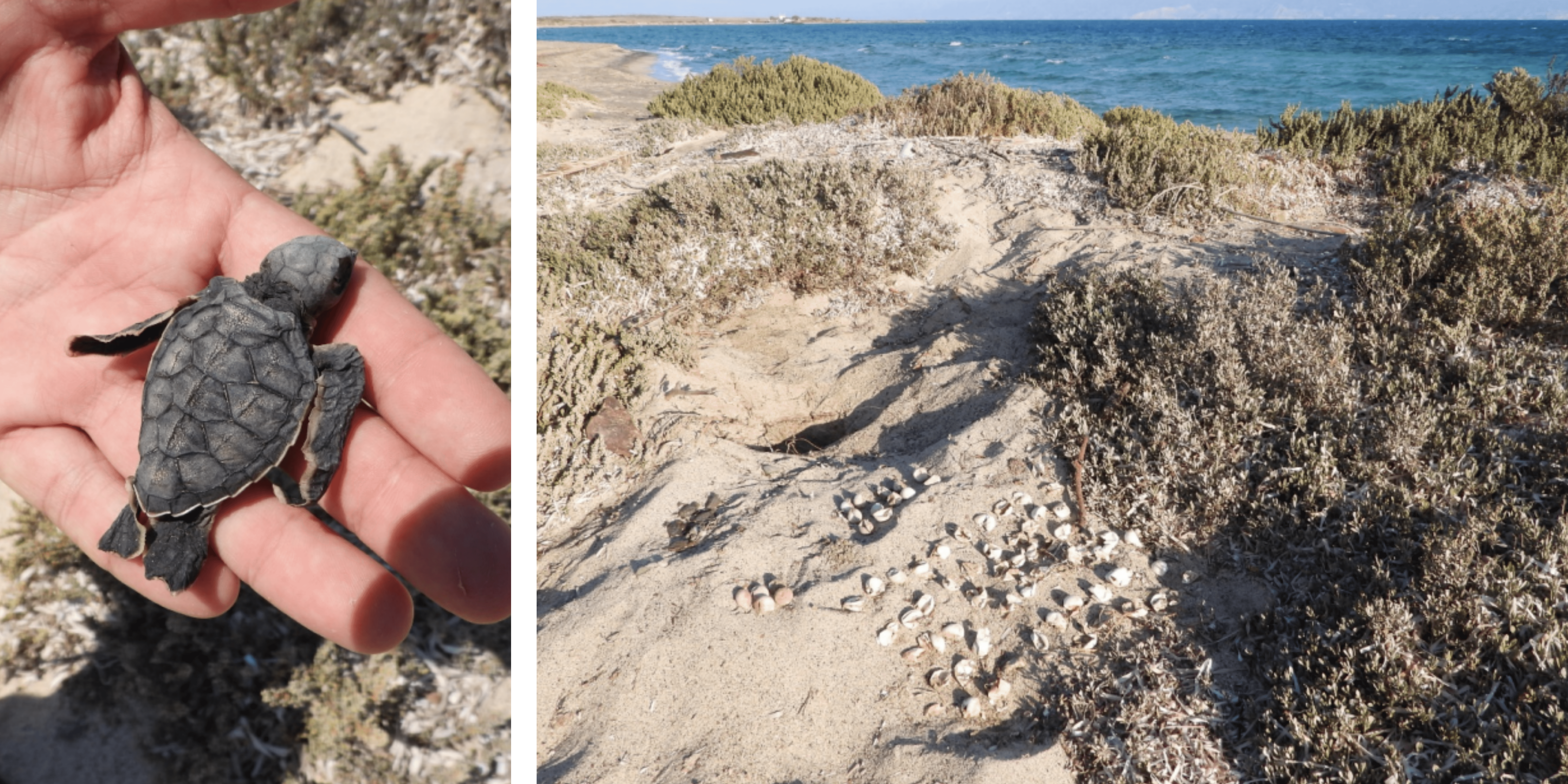 Herbert healing process.png