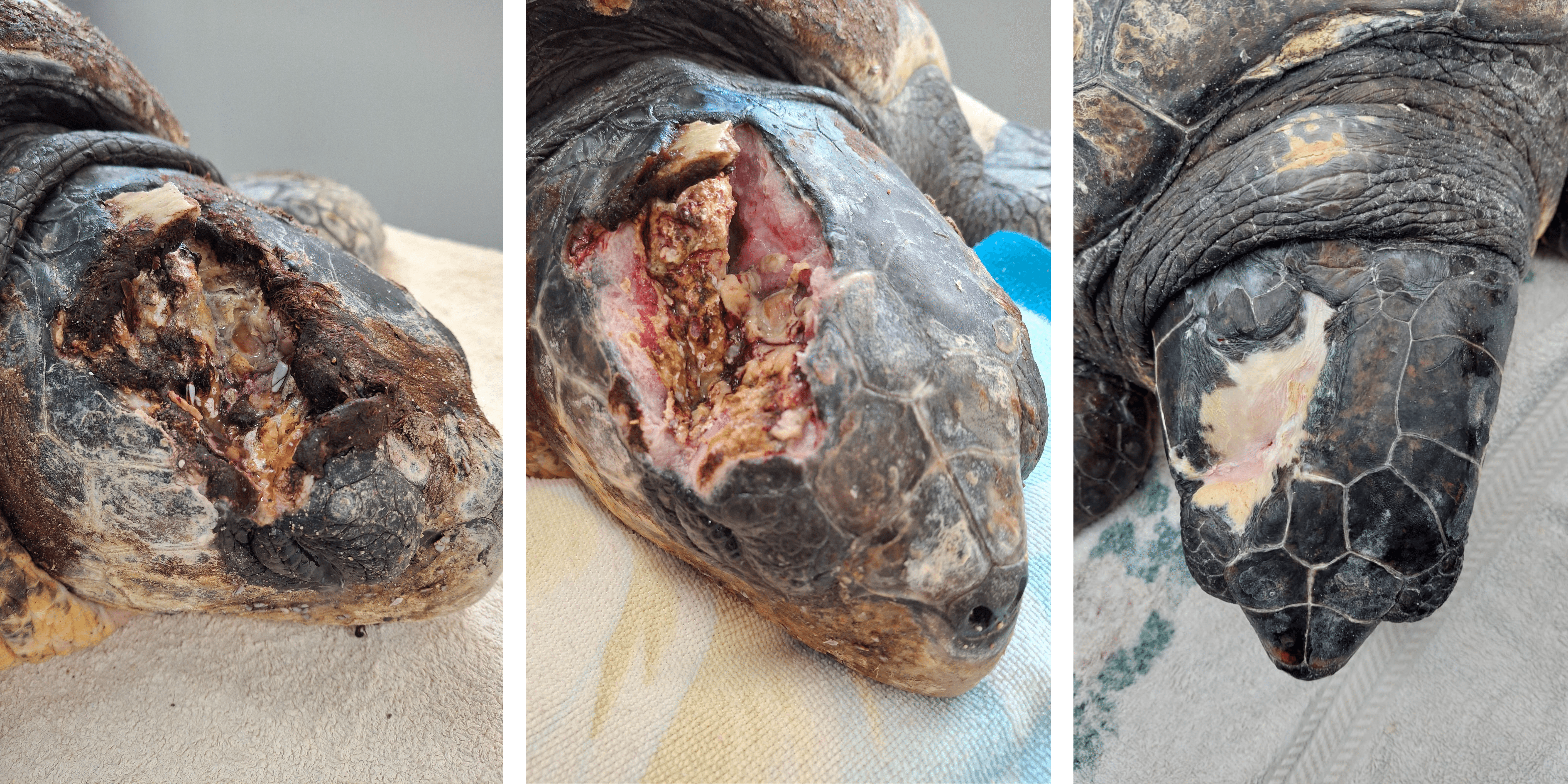 Herbert healing process.png