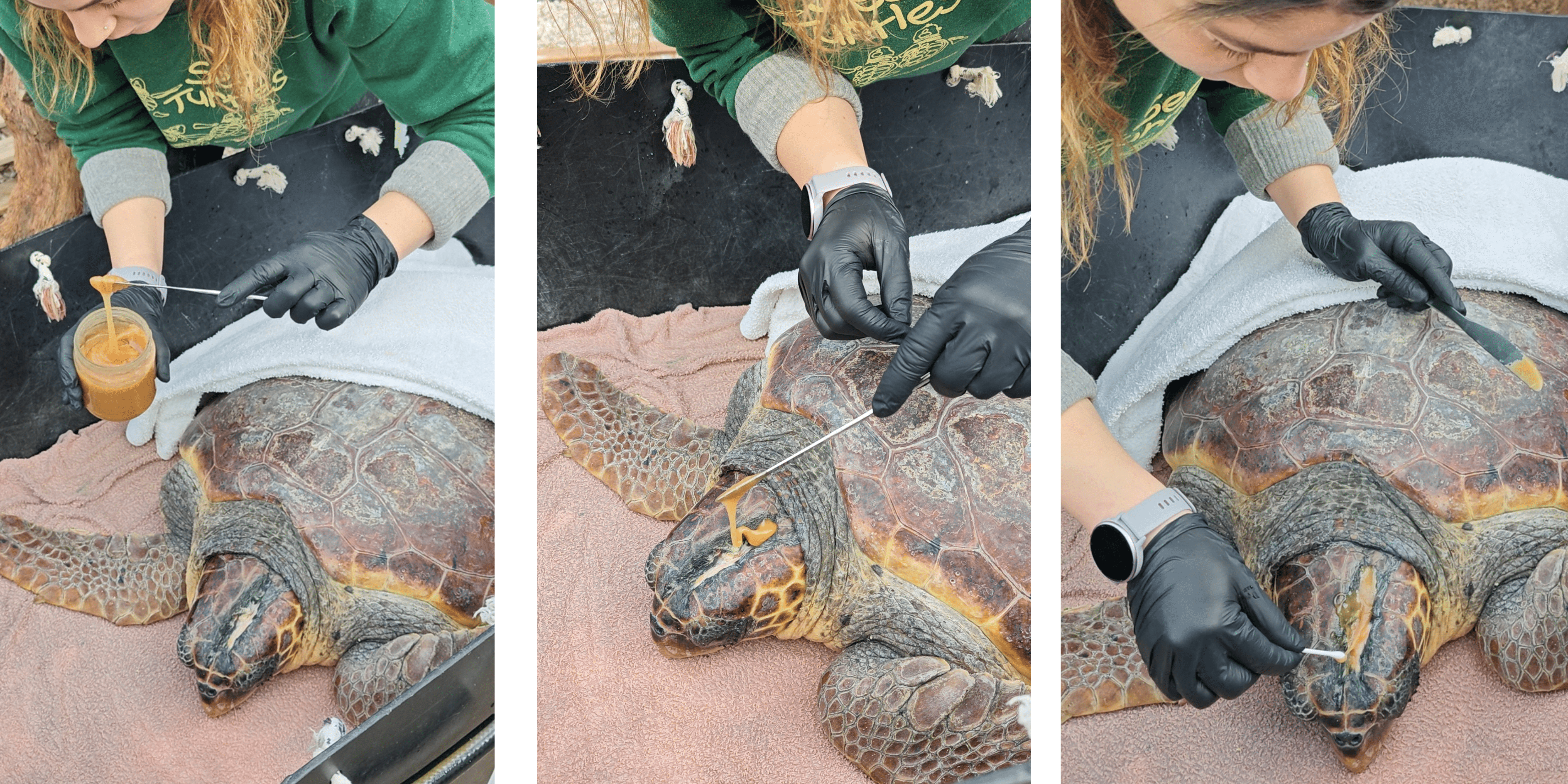 Sea turtle during wound care with honey