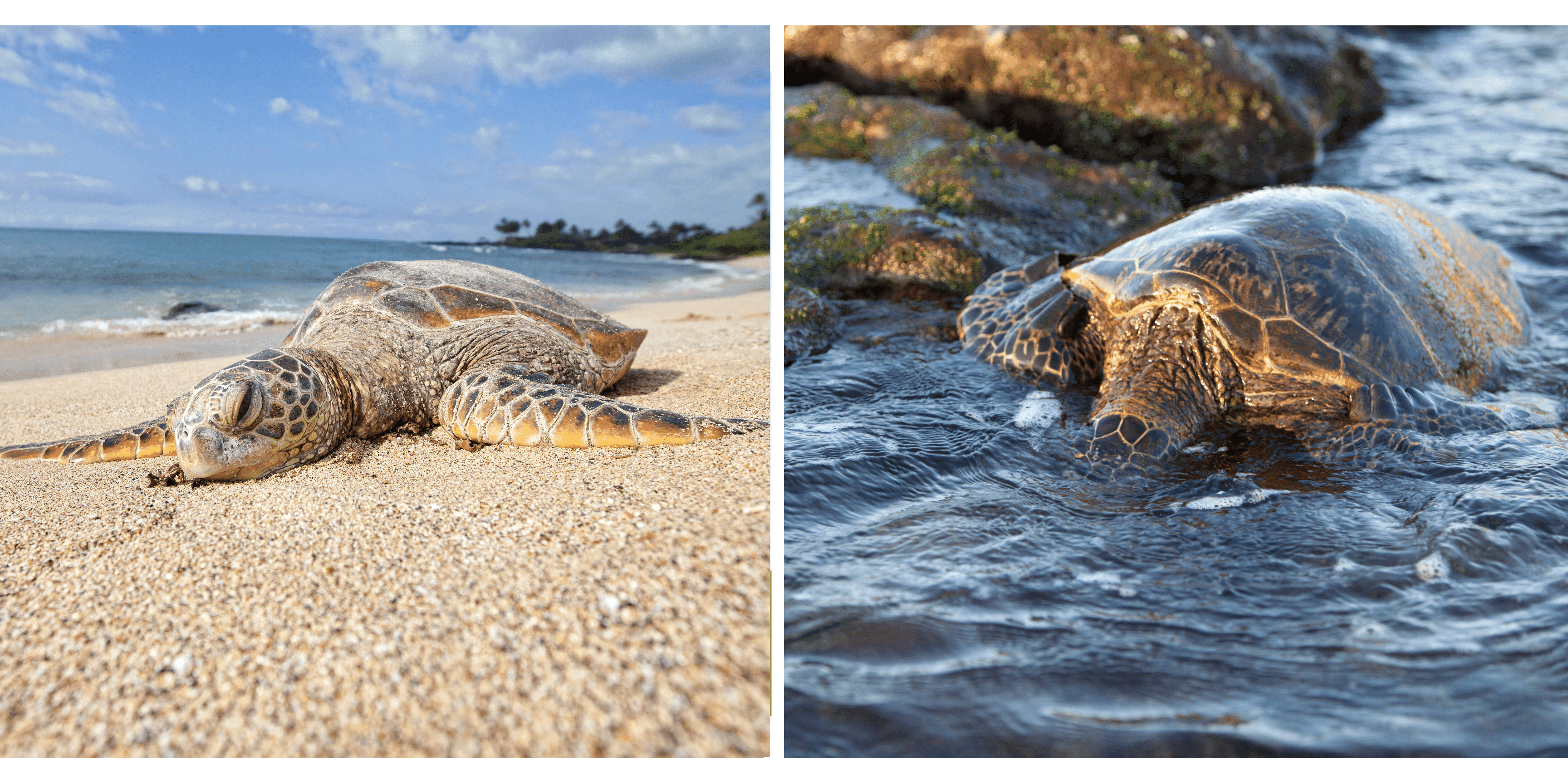 two sea turtles that are stranded 