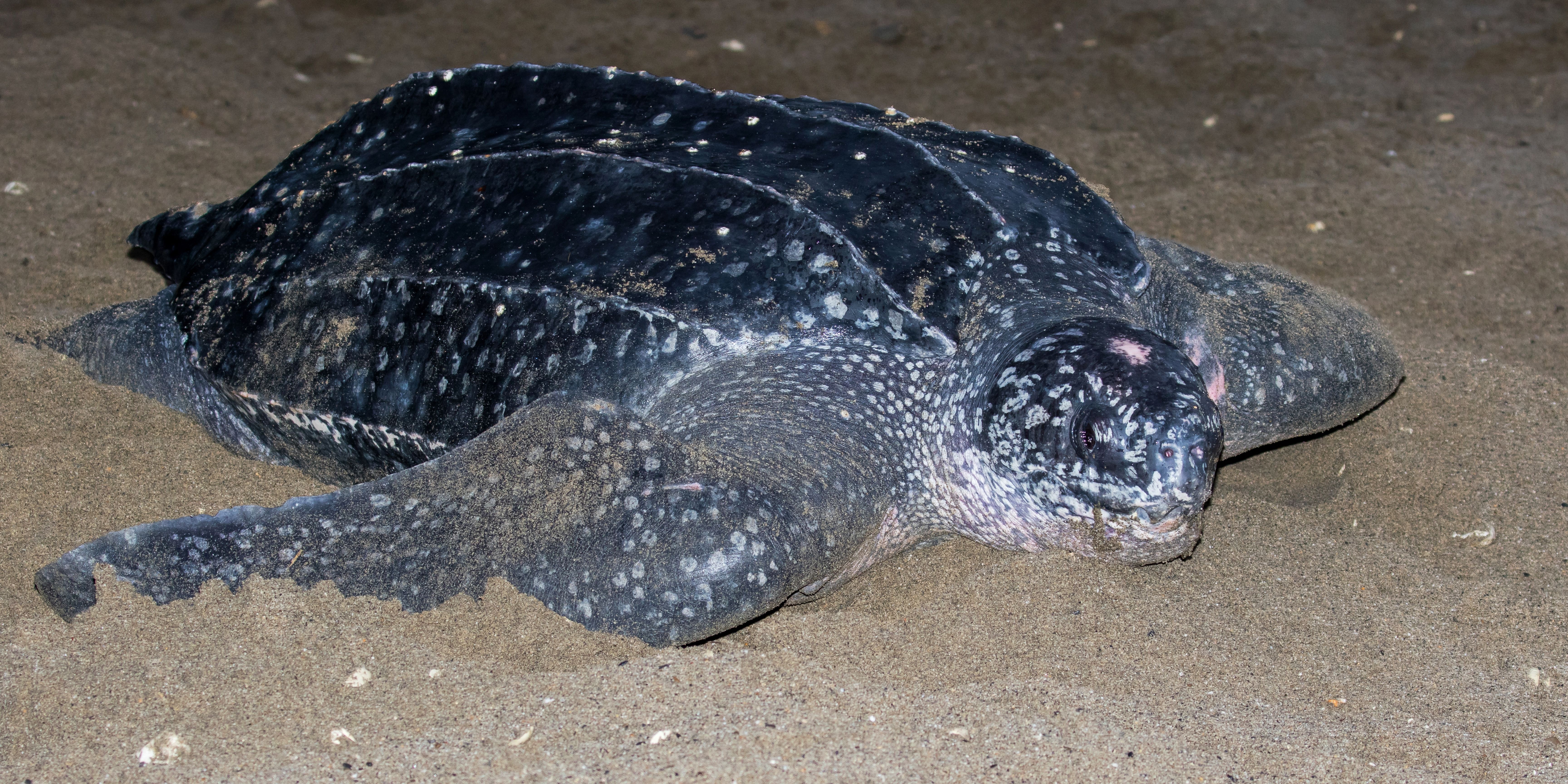 LEATHERBACK.jpg