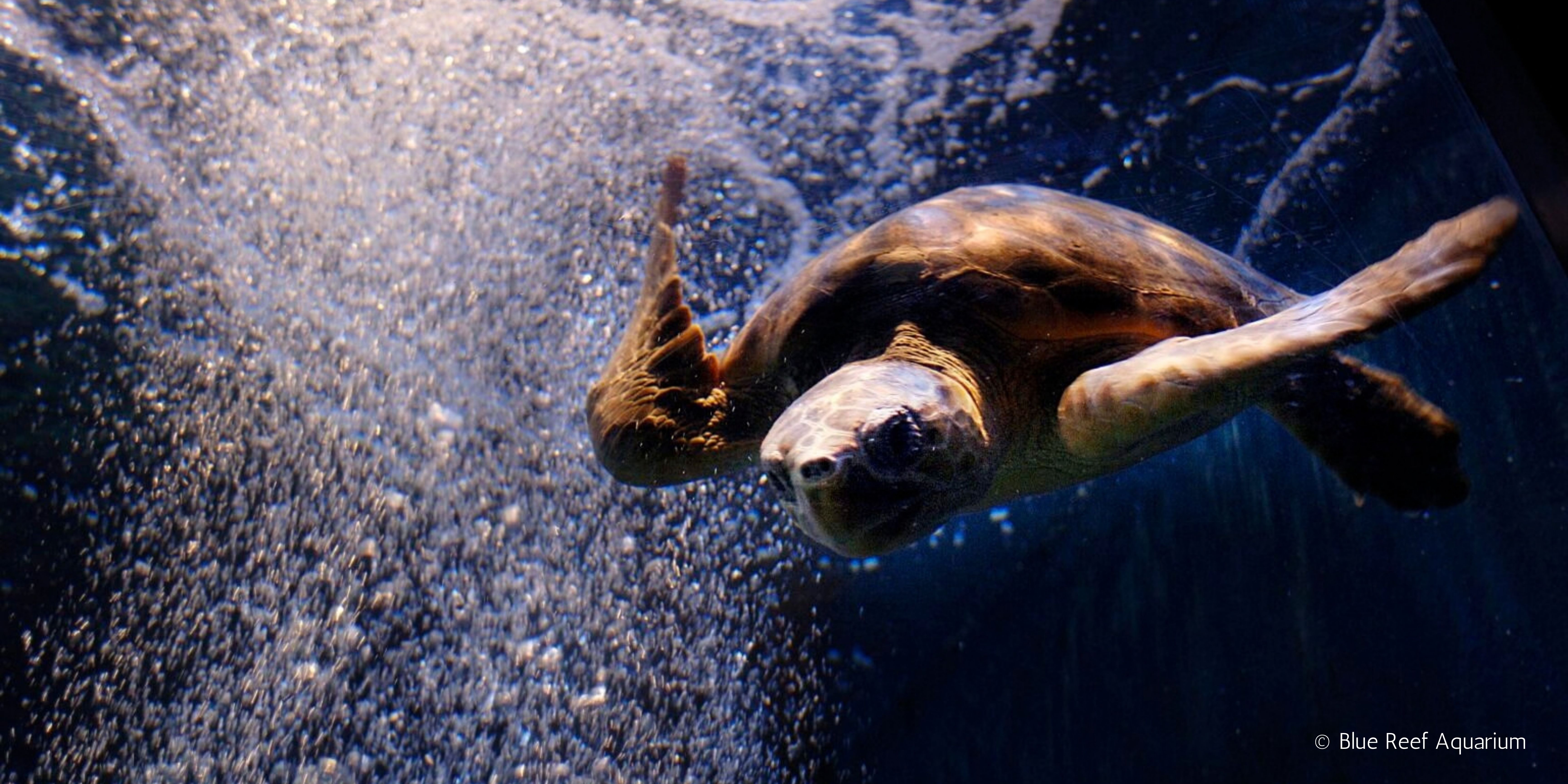 Omiros turtle 2