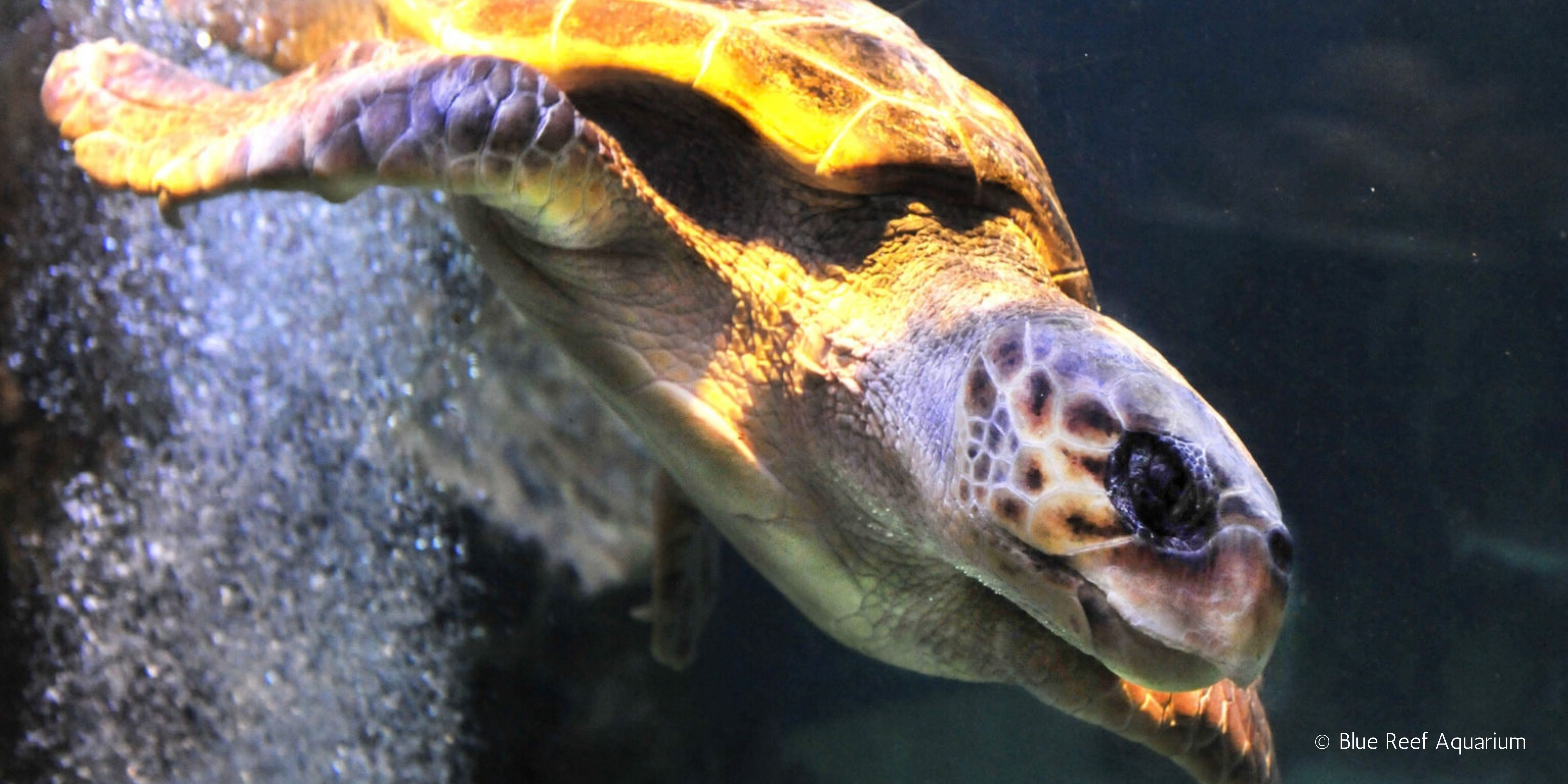 Omiros turtle