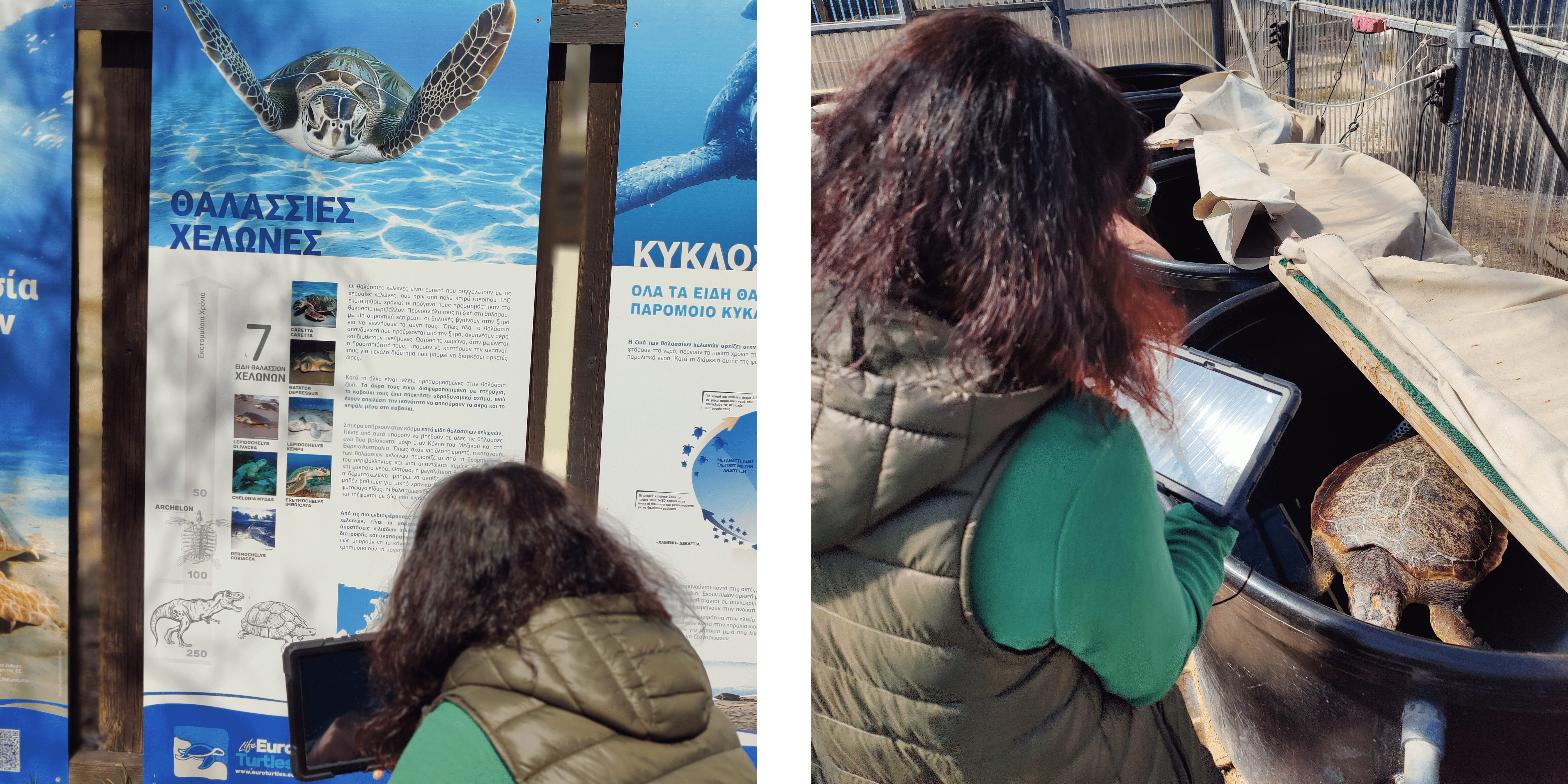 Online tour at the sea turtle rescue centre