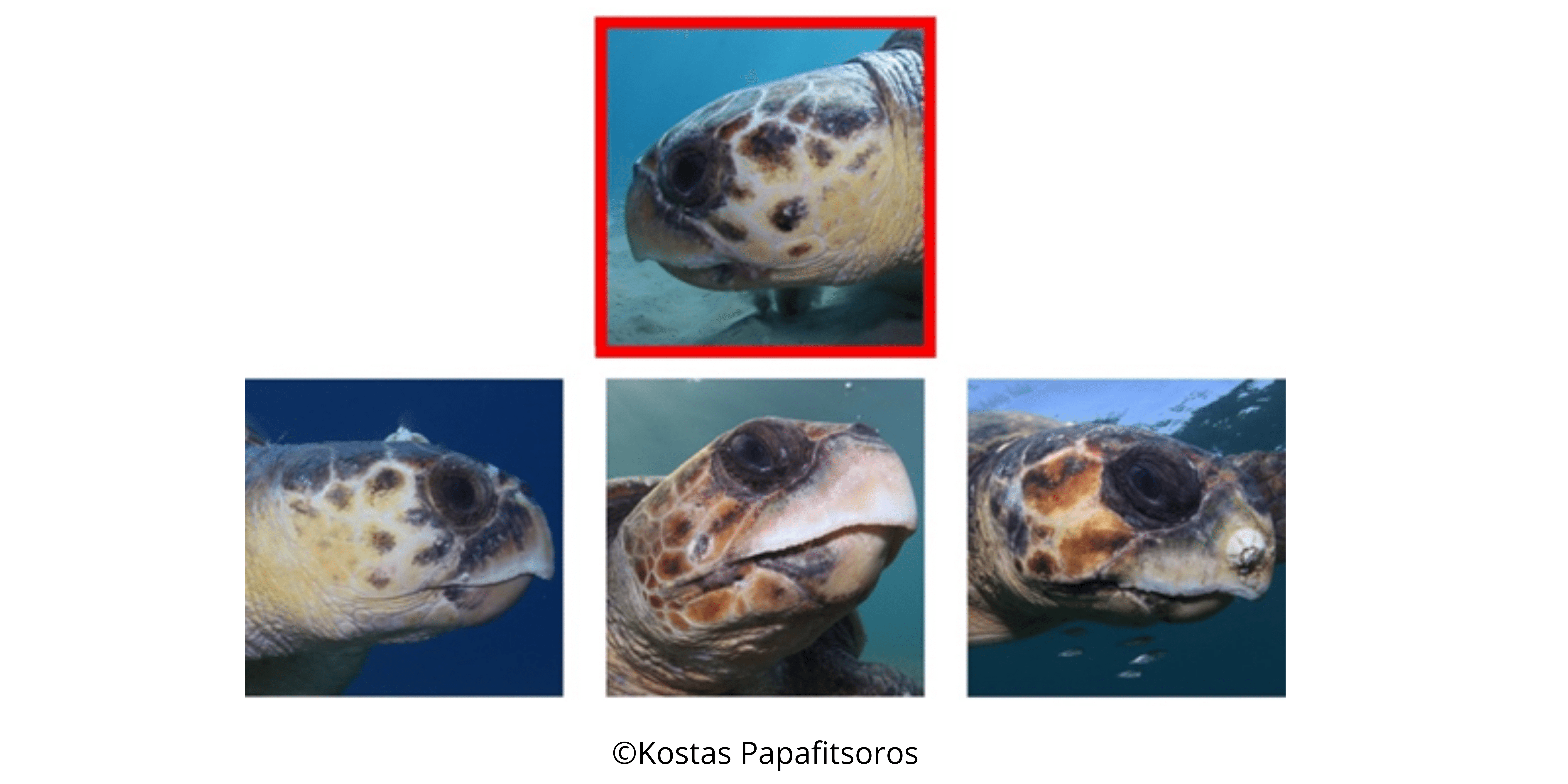 photo id turtles