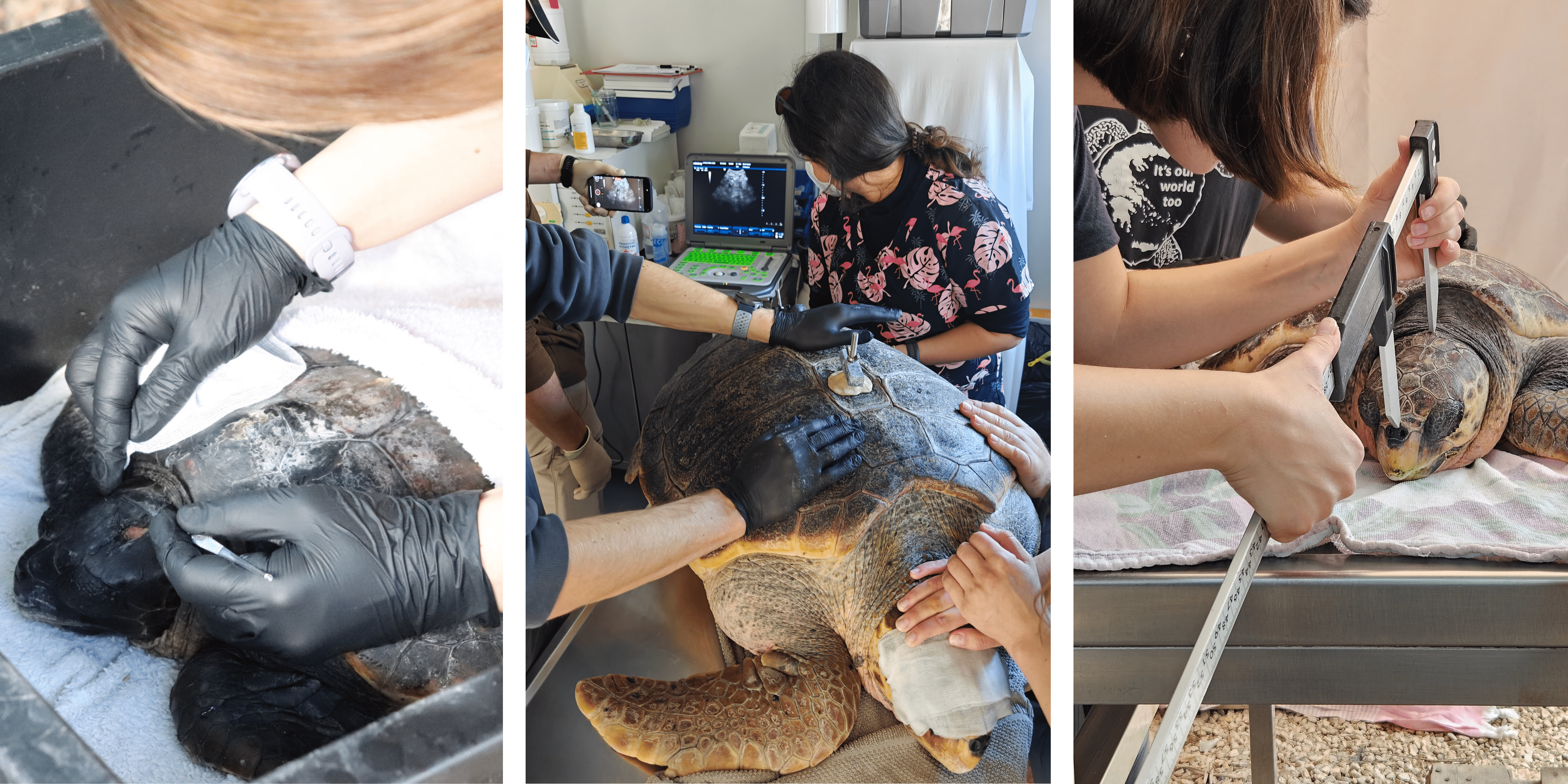 Photos from the rehabilitation of the sea turtle rescue centre of ARCHELON 