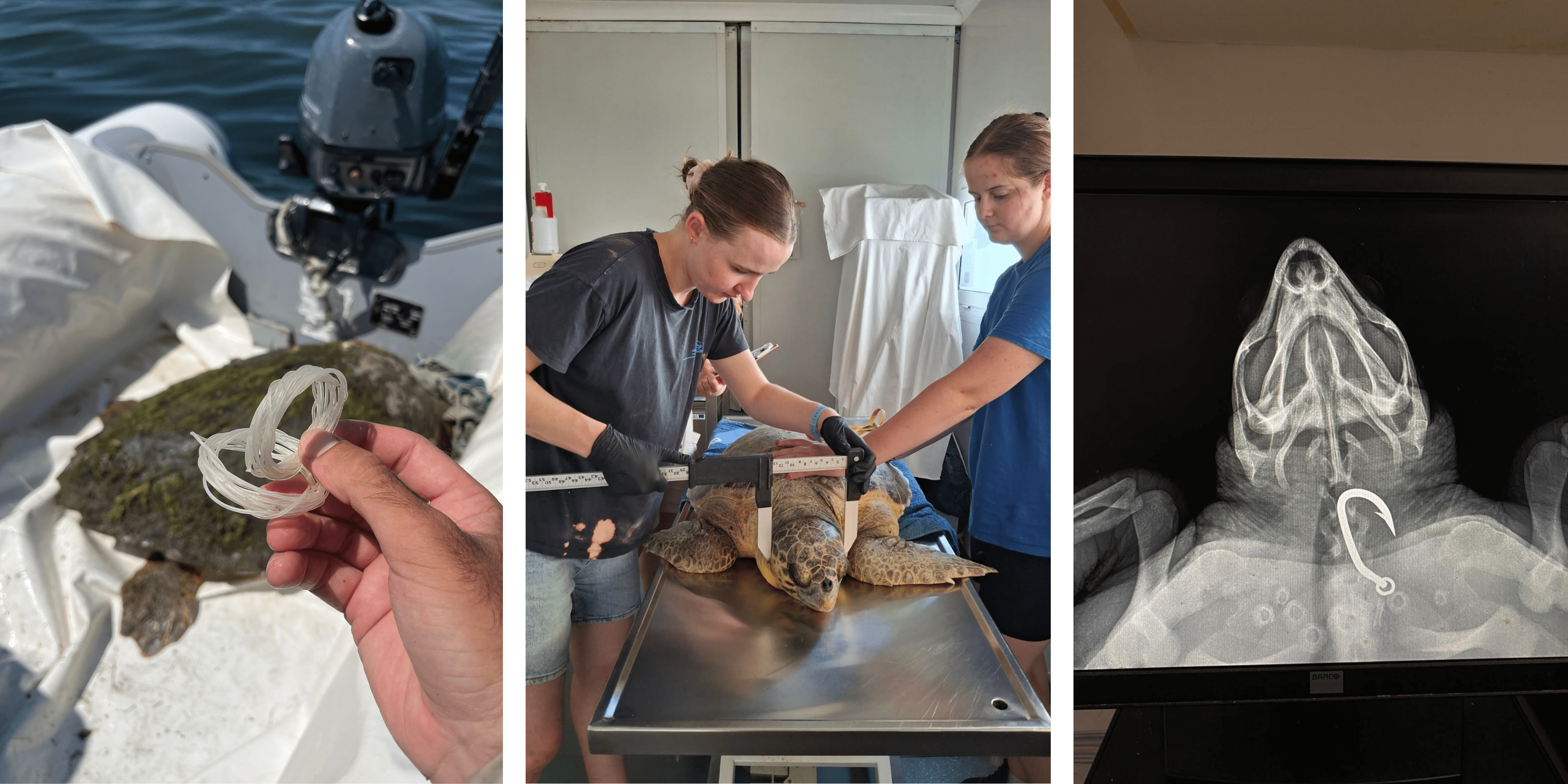 Sea turtle found rescued in Amvrakikos 