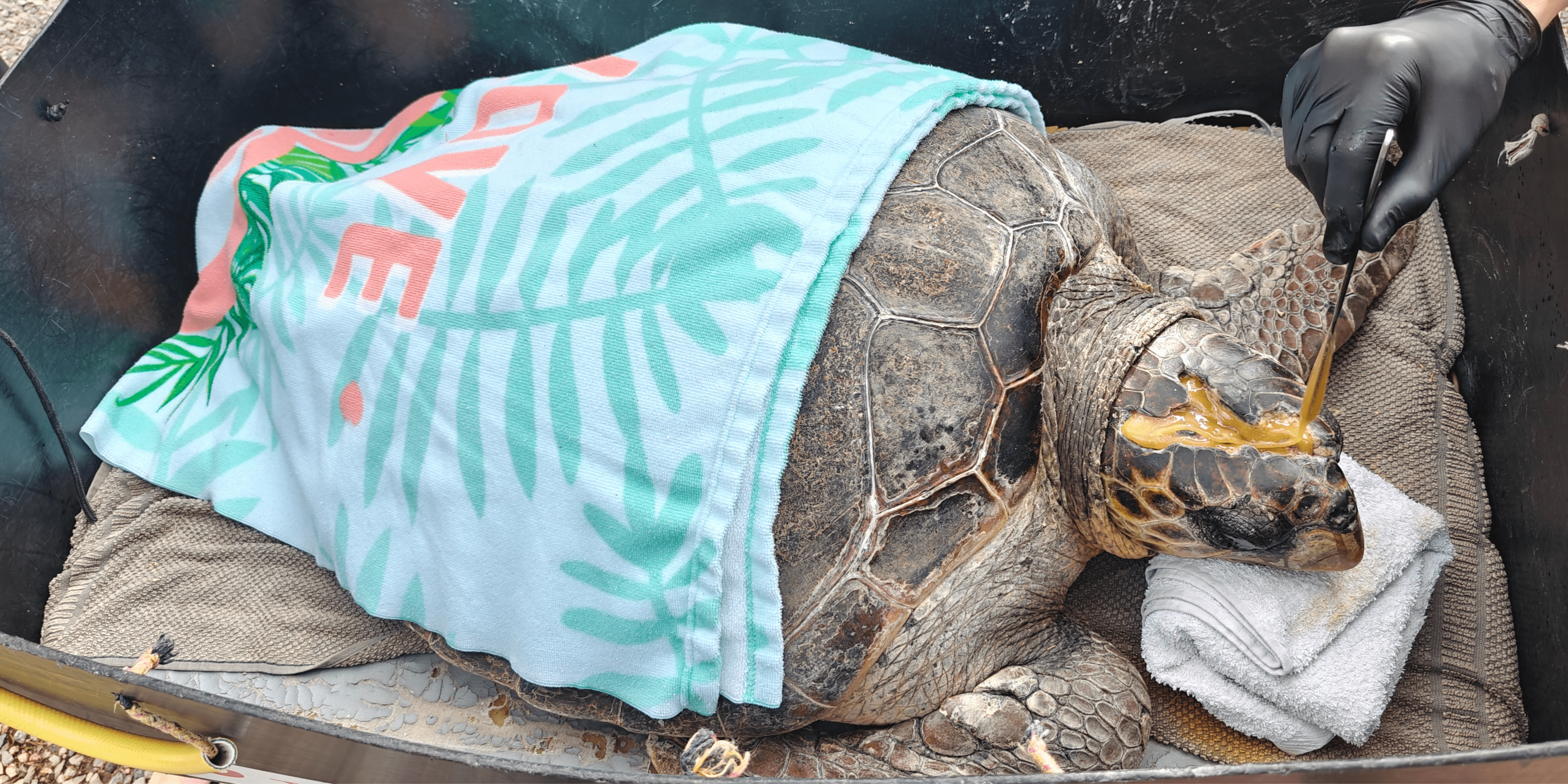 Sea turtle receiving wound treatment care with honey