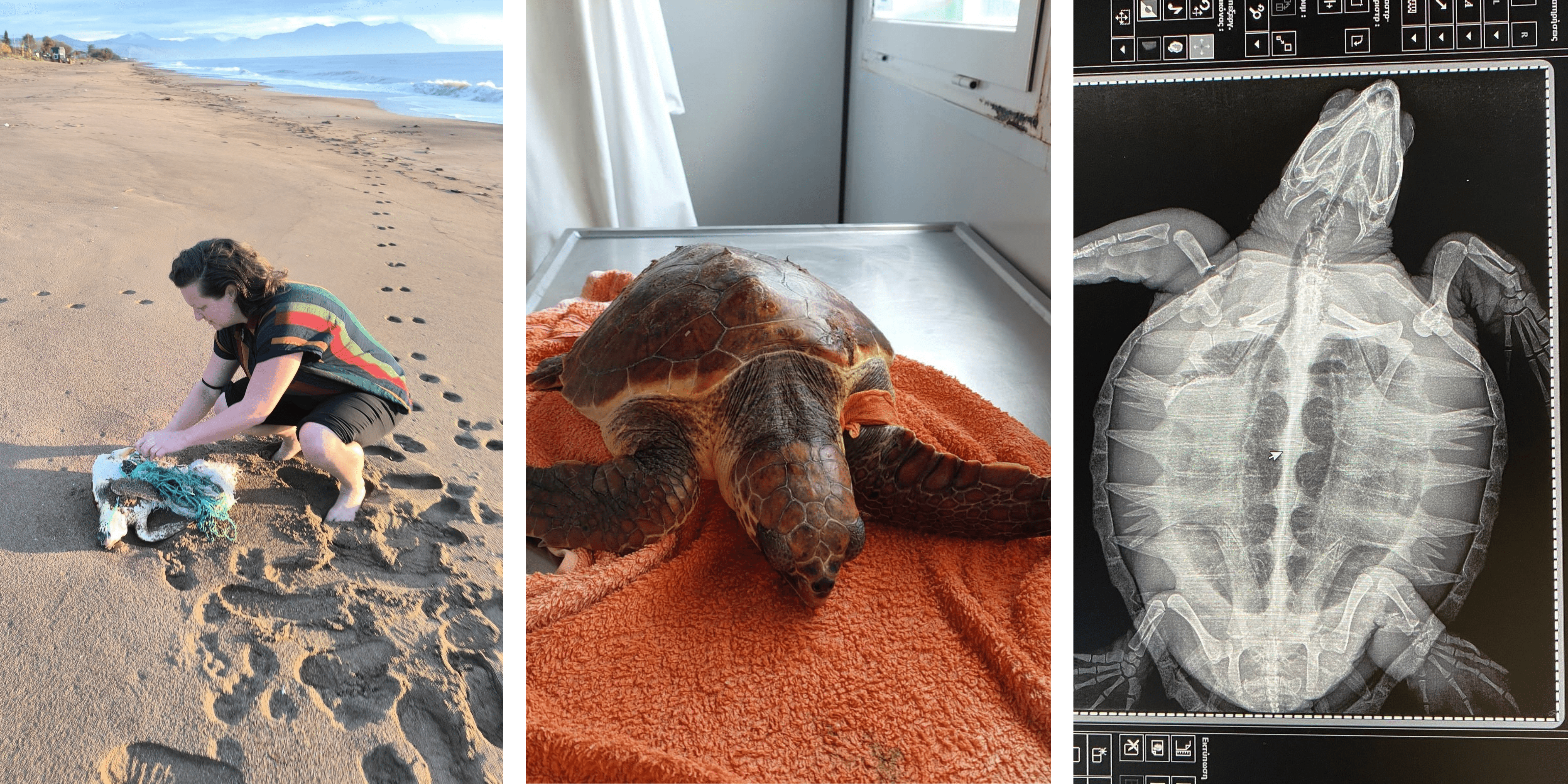 Sea turtle named Snowball admitted to the Rescue Centre