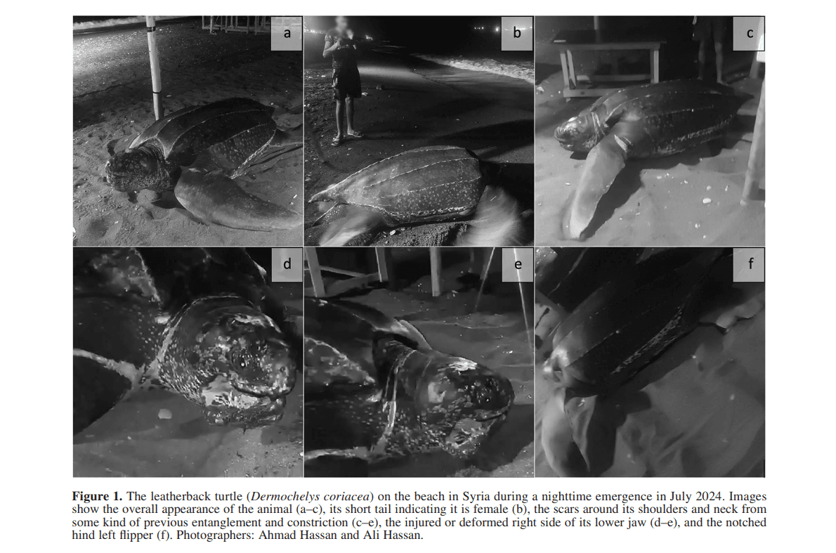 Στιγμιότυπο οθόνης 2025-12-10 111406.png