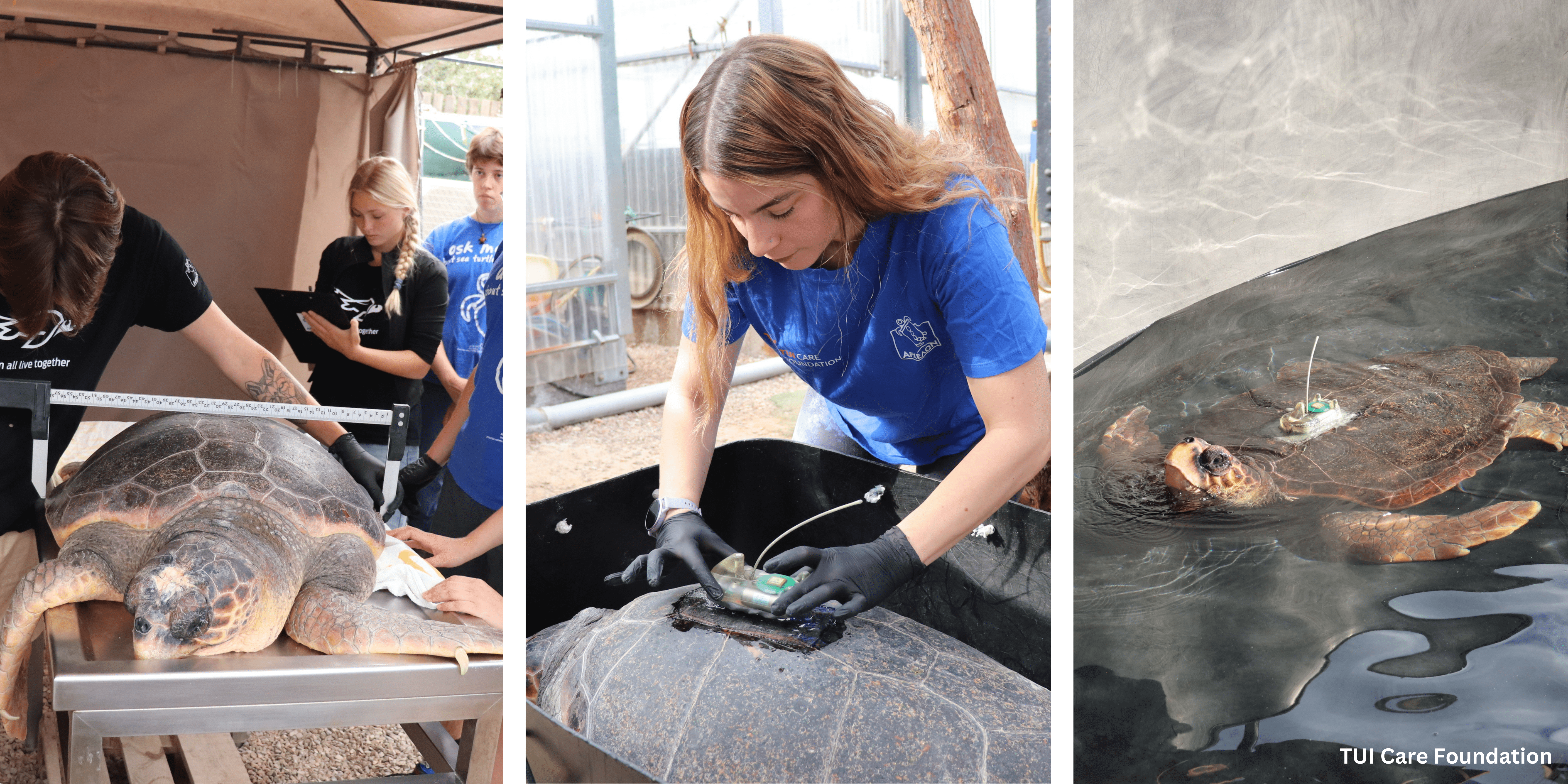 A rehabilitated sea turtle of ARCHELON with satellite monitor 