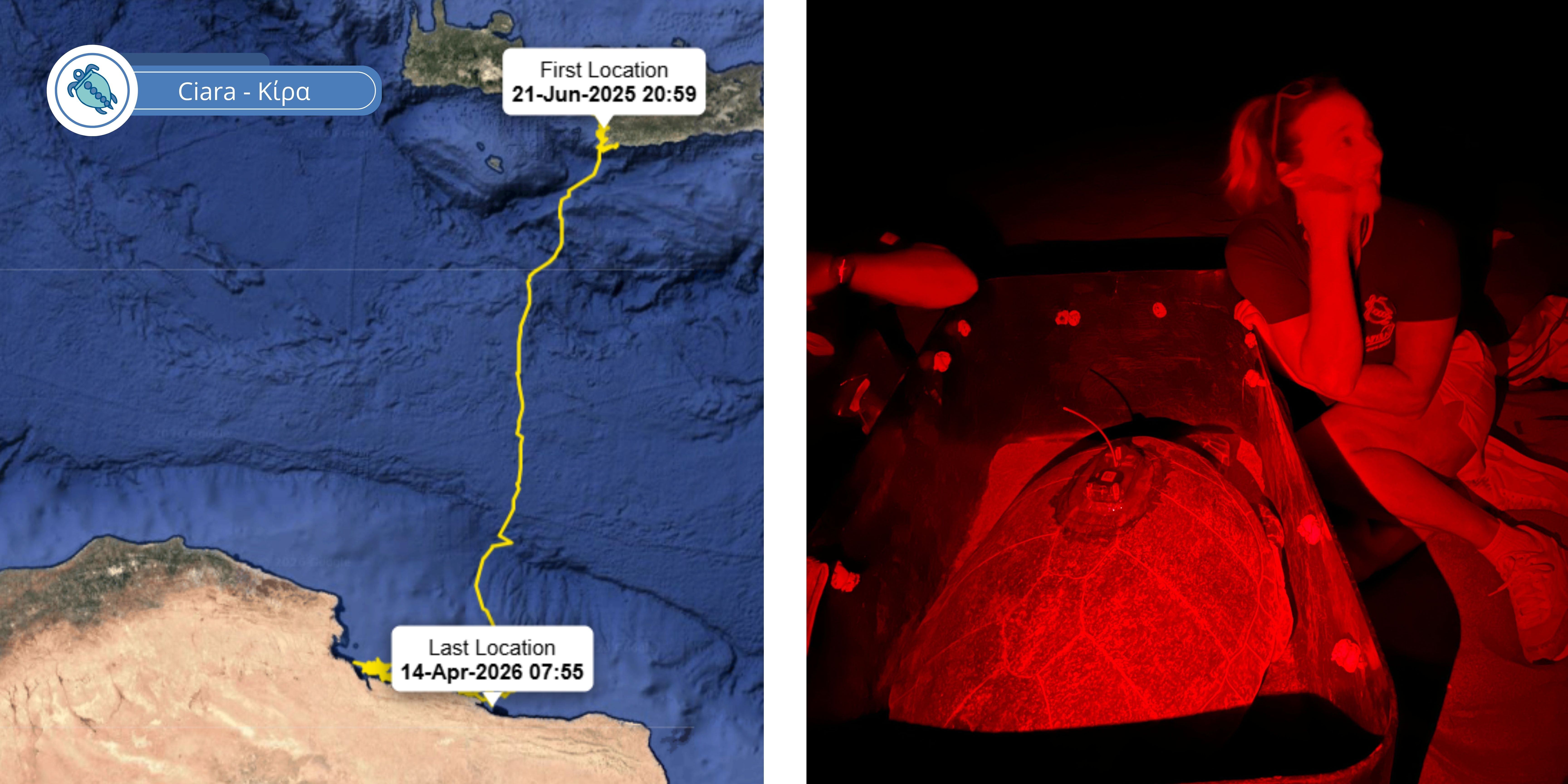 ΧΕΛΩΝΕΣ (2).jpg