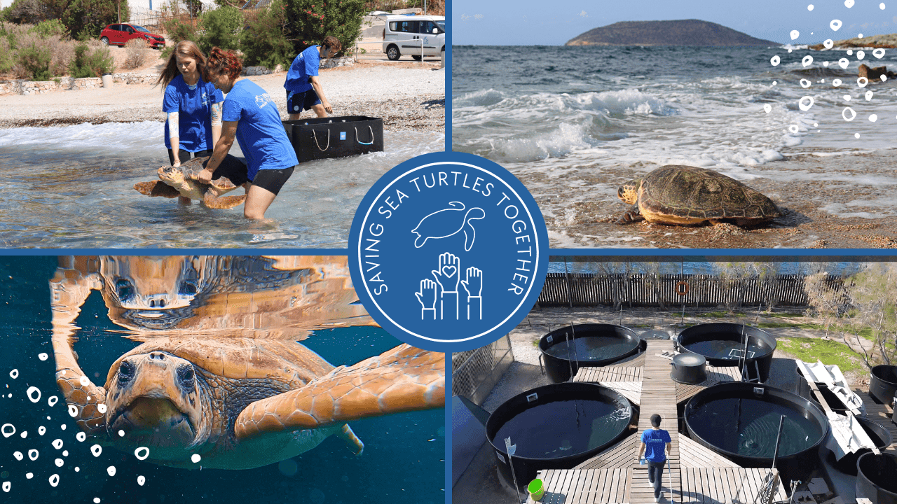 YB thumbnail- Saving sea turtle together.png