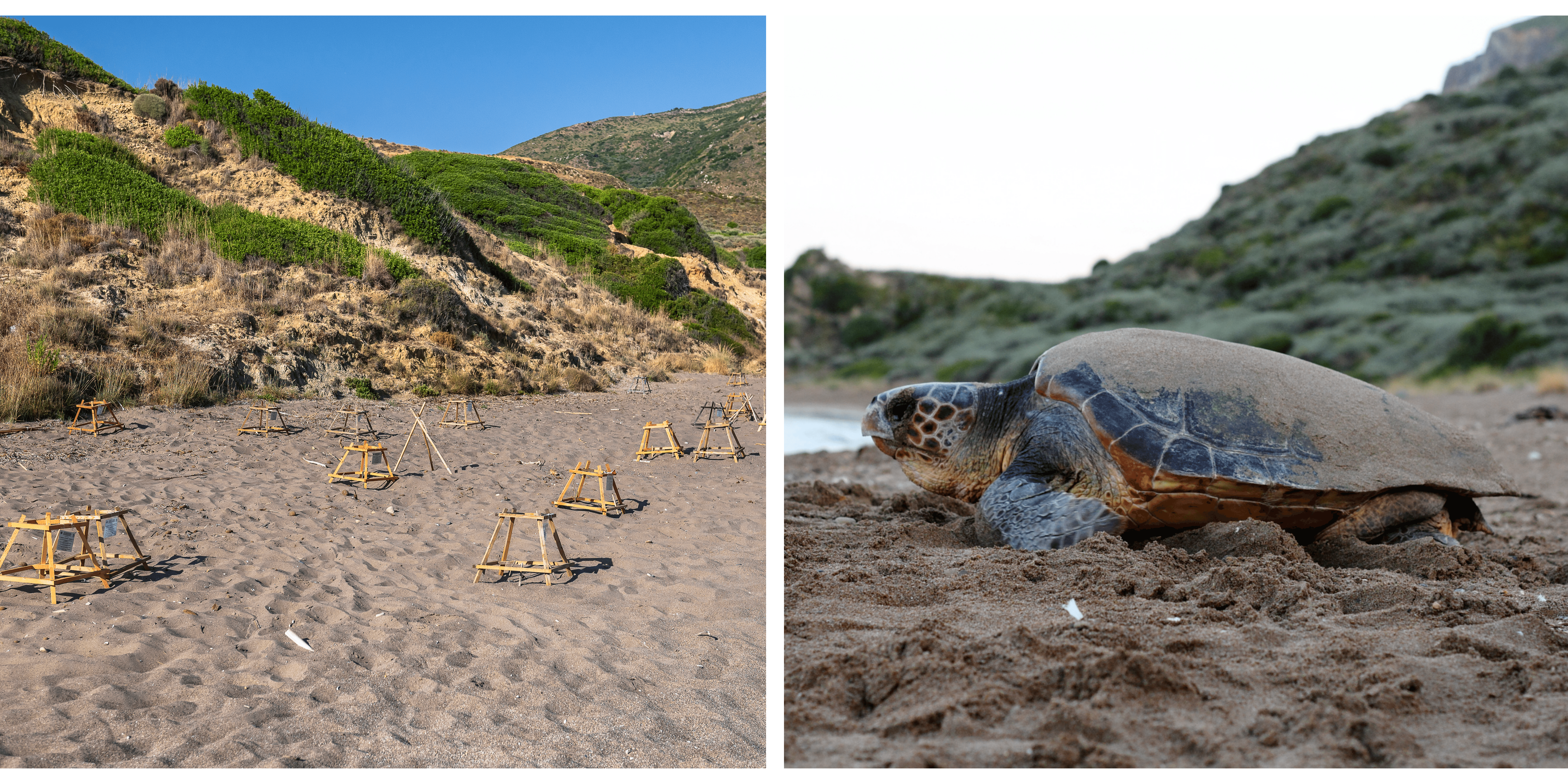 Sea turtles and nests in Zakynhtos