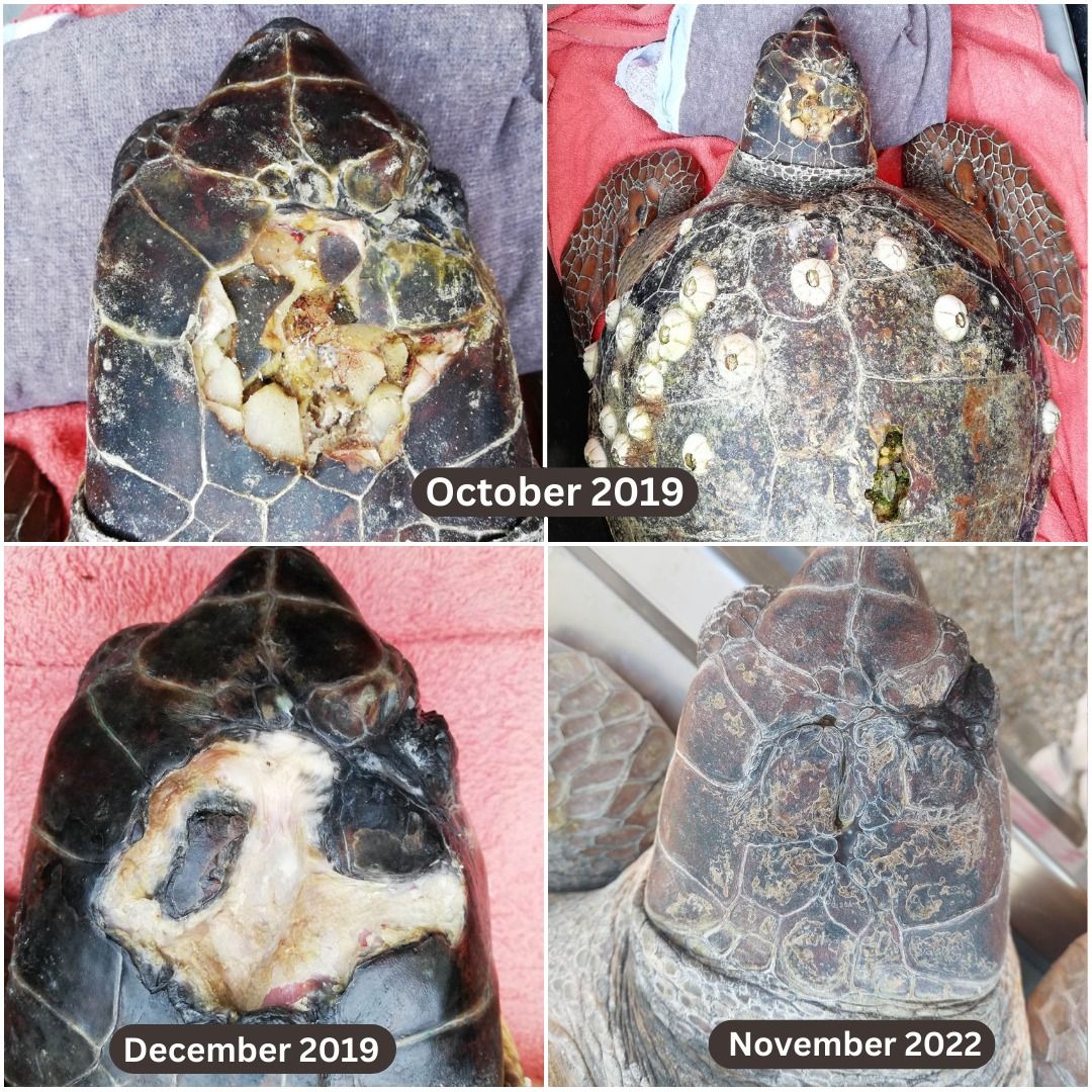 Zoe-sea-turtle-rehabilitation-recovery-pictures-collage.jpeg