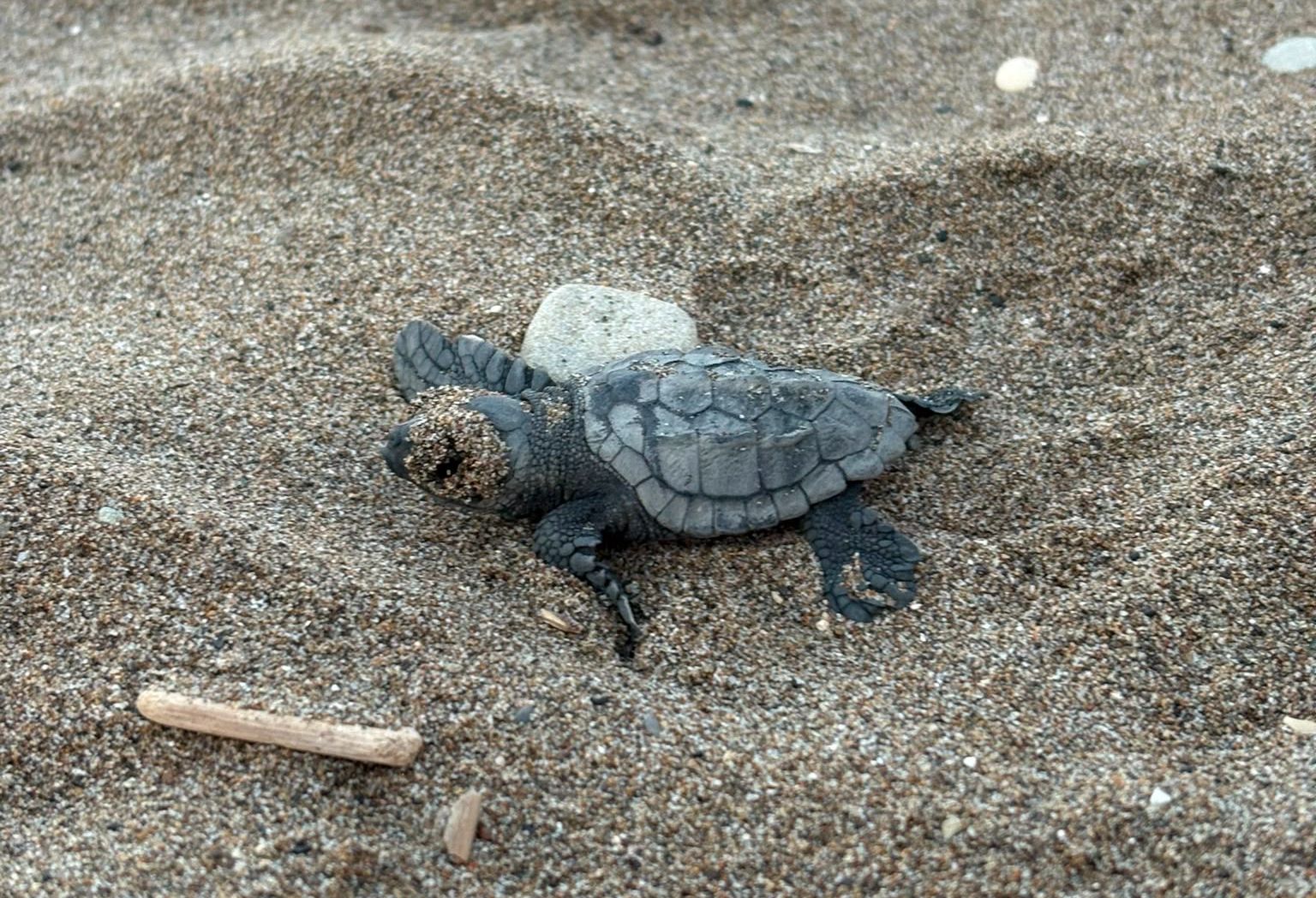 Αποκαλύπτοντας τα μυστικά της Caretta caretta: Ζήστε από κοντά τις δημόσιες εκσκαφές φωλιών σε Πελοπόννησο και Κρήτη - ΑΡΧΕΛΩΝ - Σύλλογος για την Προστασία της Θαλάσσιας Χελώνας