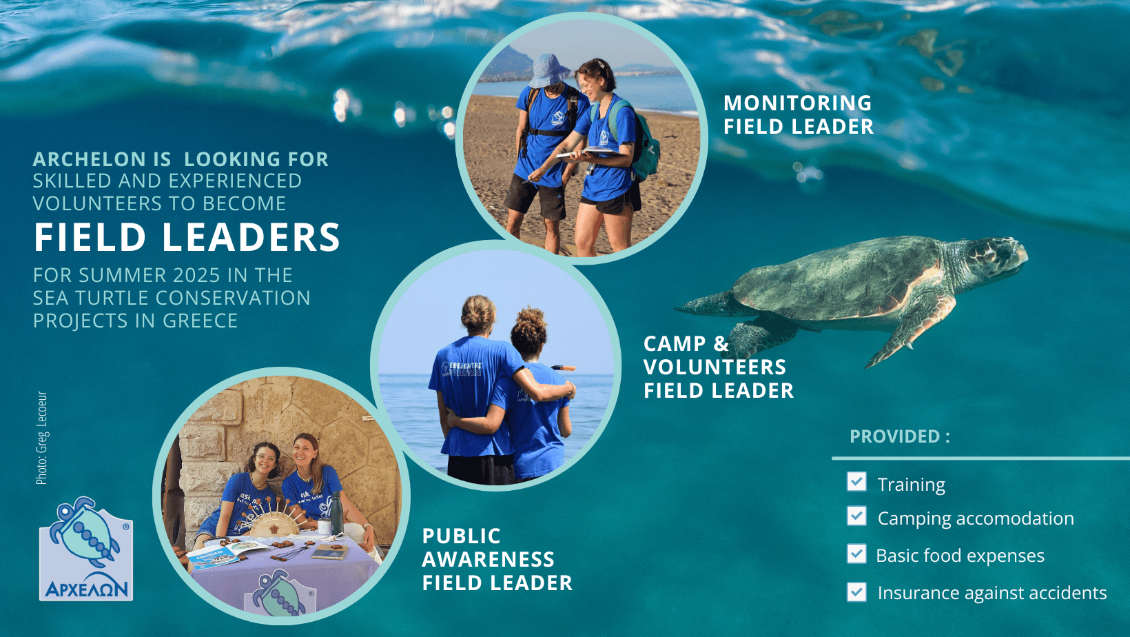 field leaders sea turtles