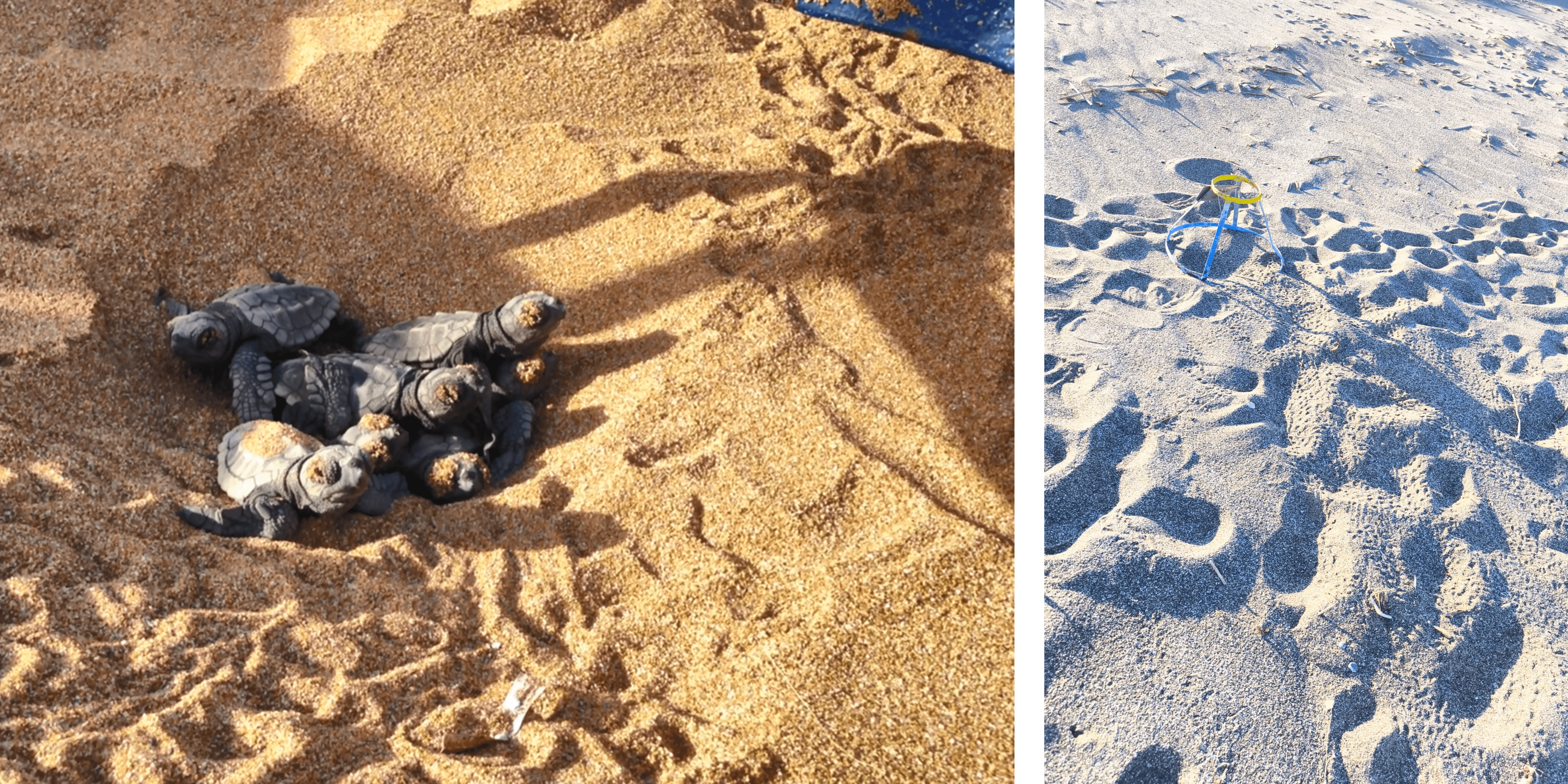 first hatchlings crete