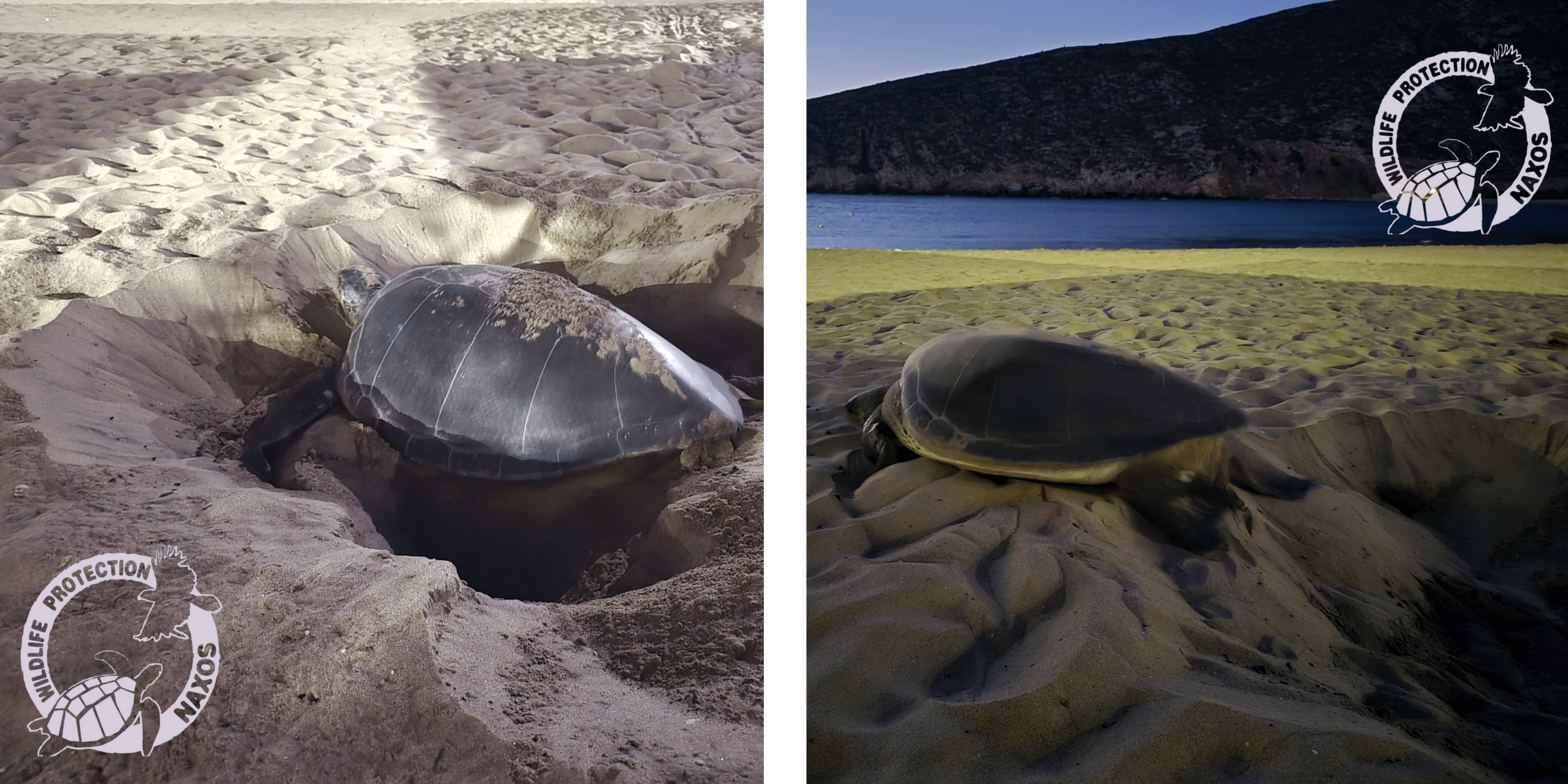 Photos of a green sea turtle nesting on a beach in Naxos island