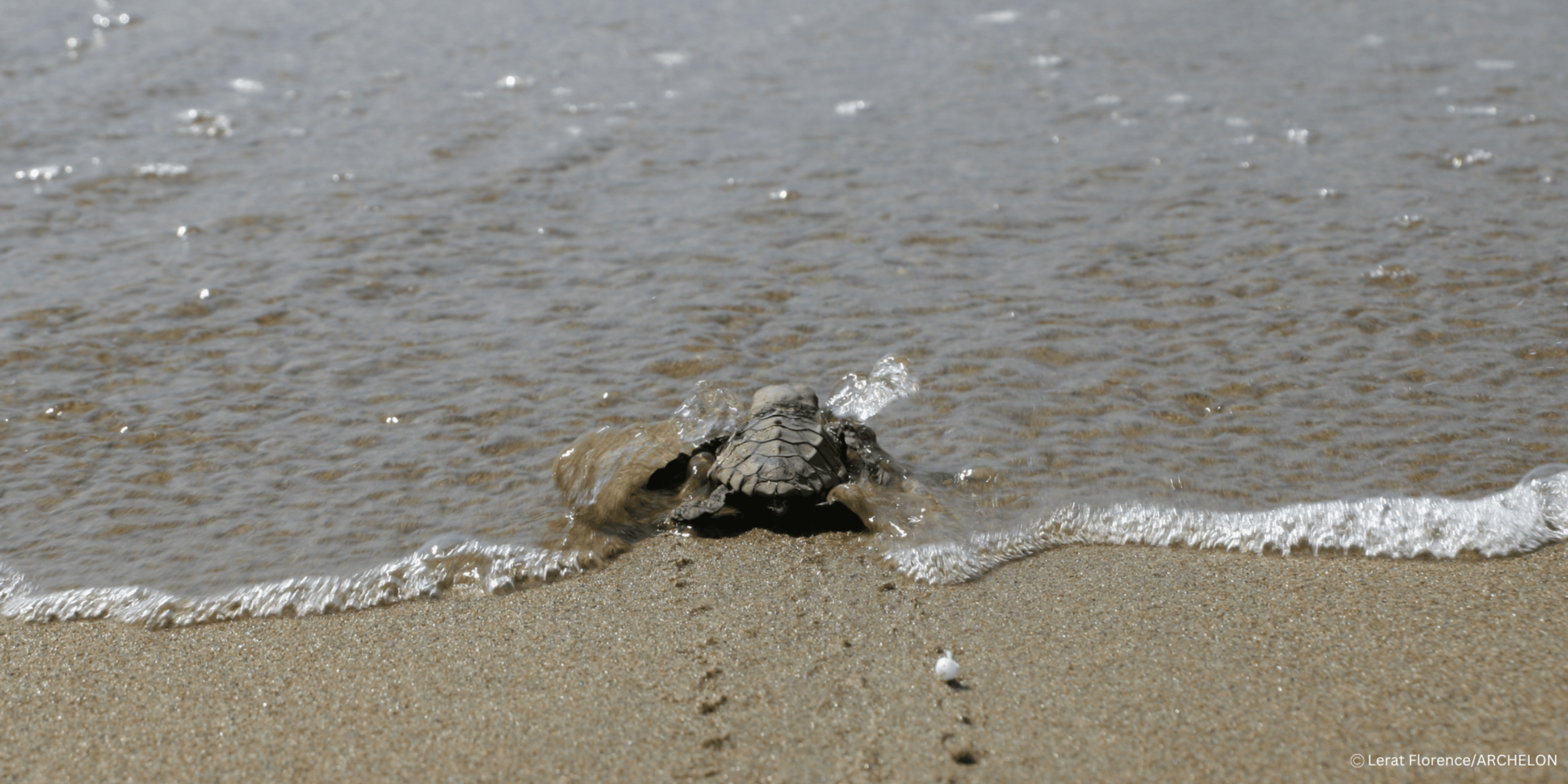 hatchling
