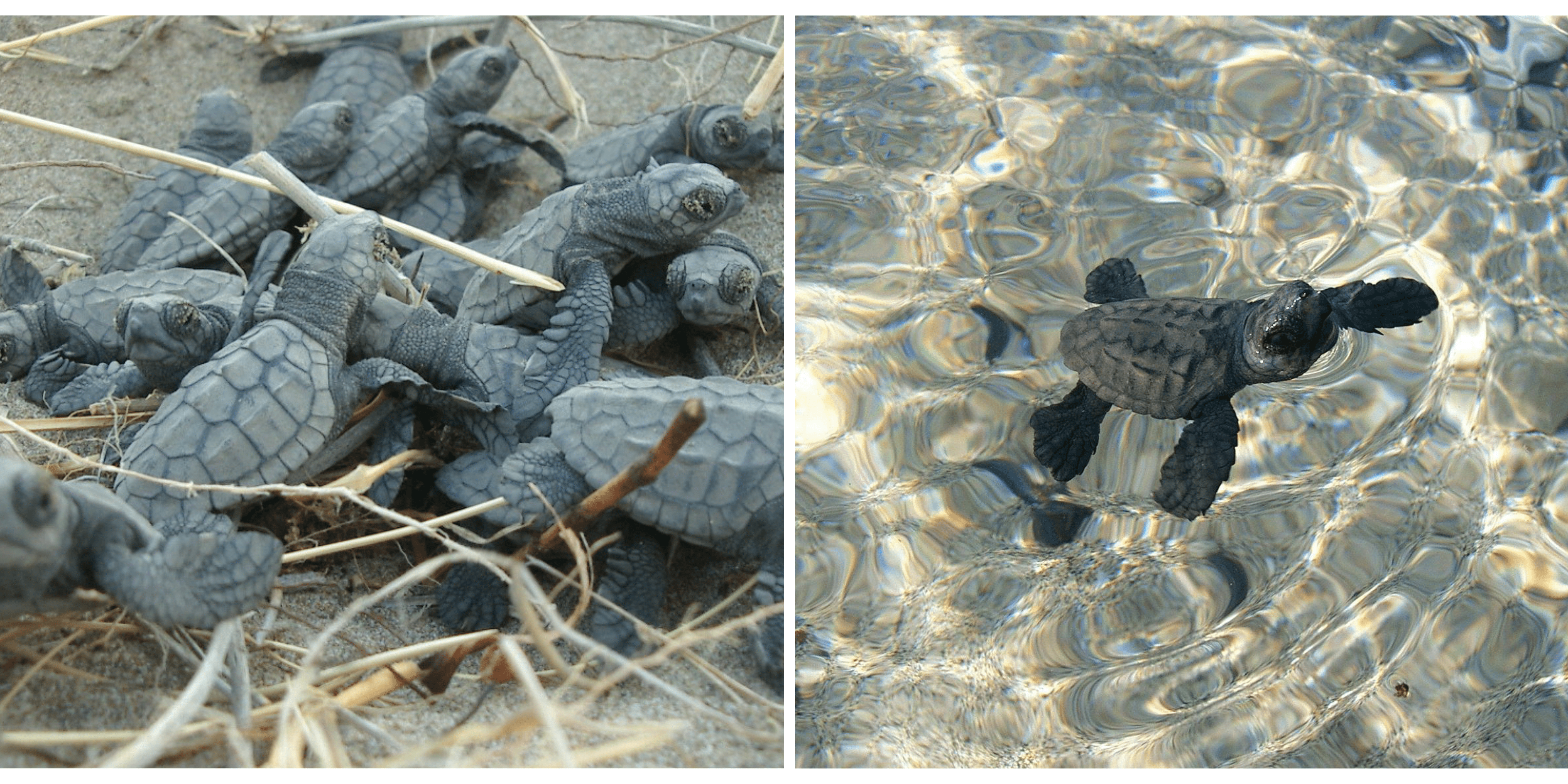 Two pictures showing sea turtle hatchlings 