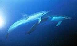 o-ambrakikos-krataei-ta-delfinia-tou-whalesmed4-3.jpg