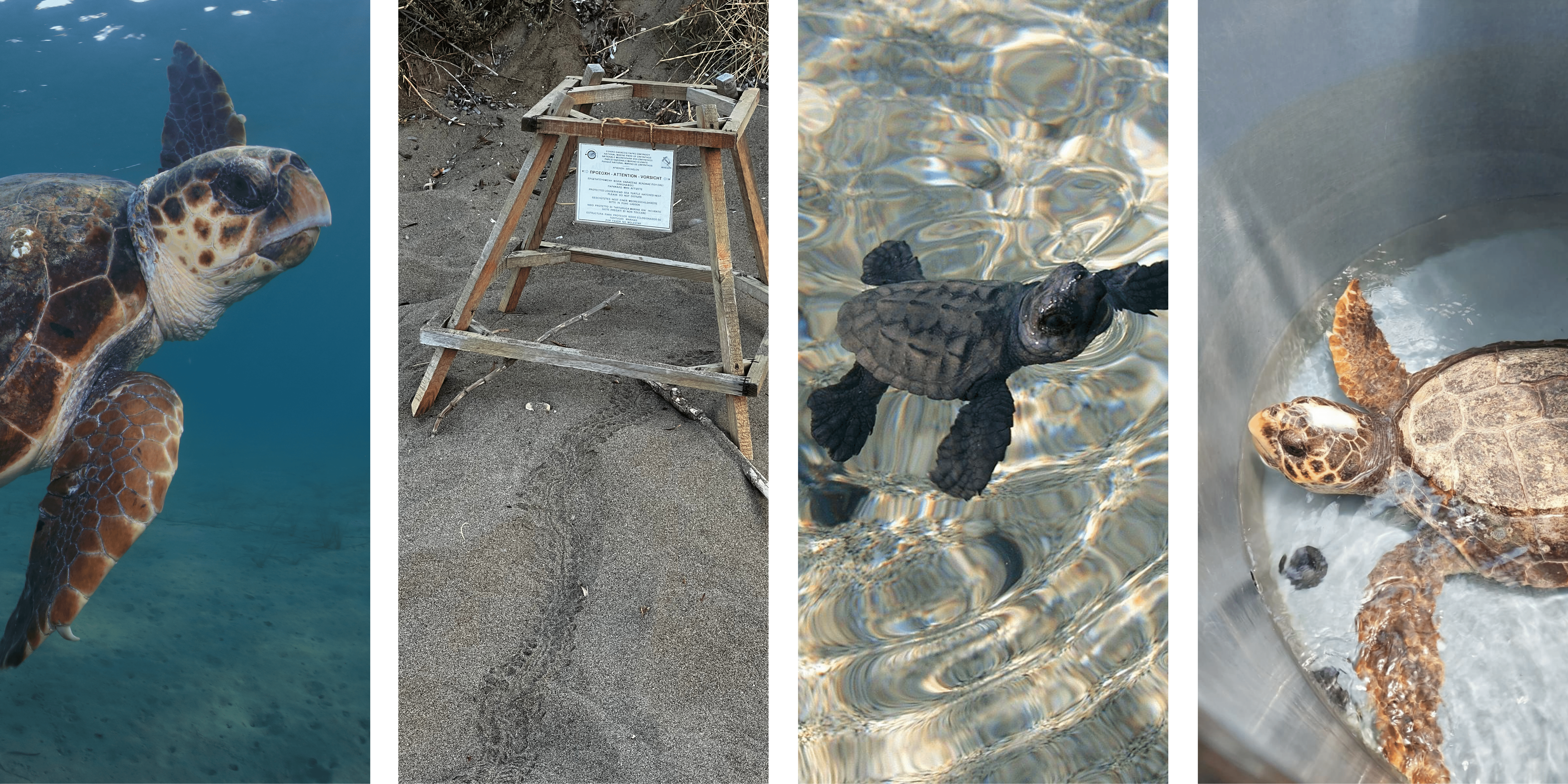 sea turtle adoption options.png