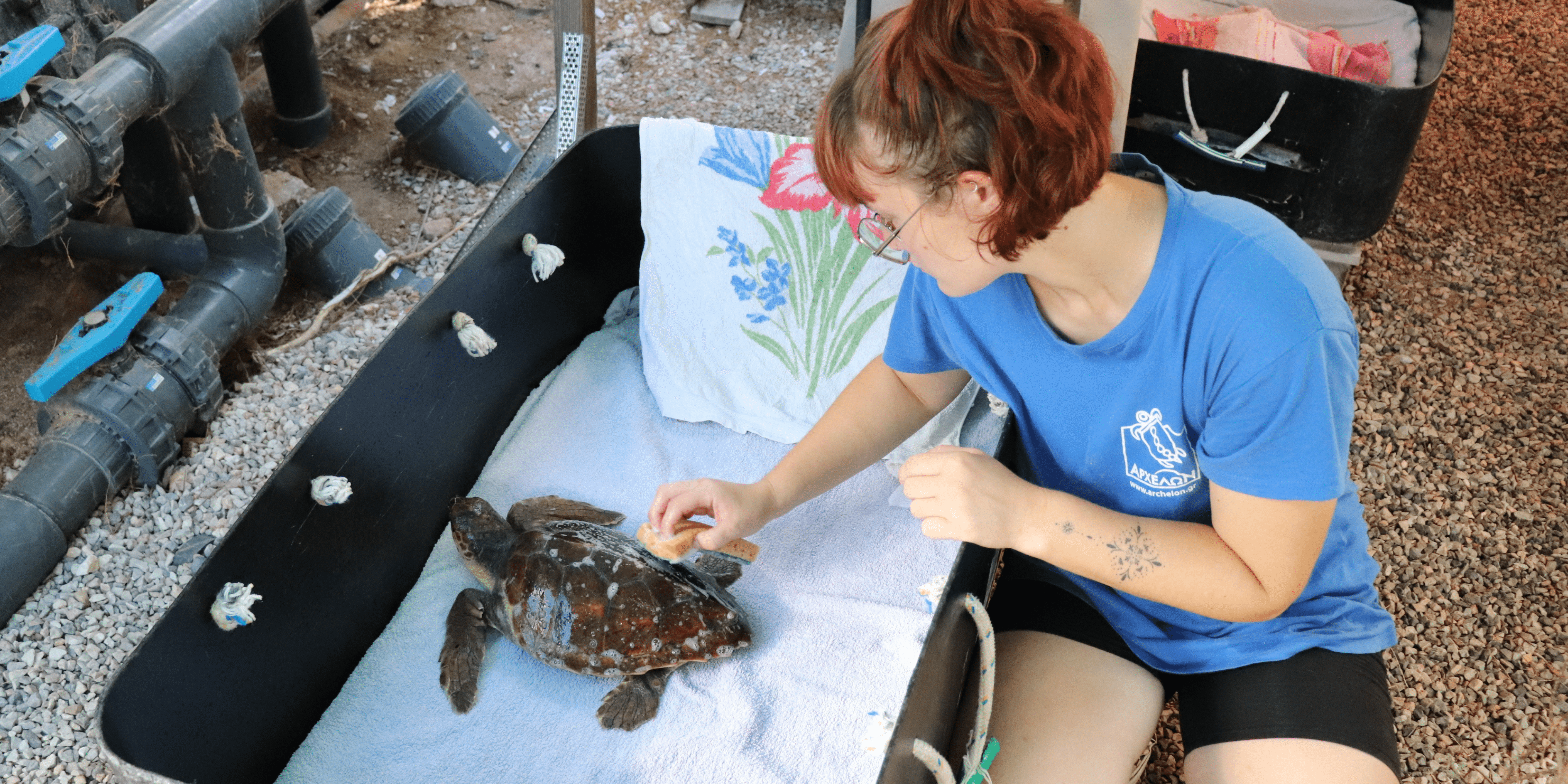 sea turtle treatment