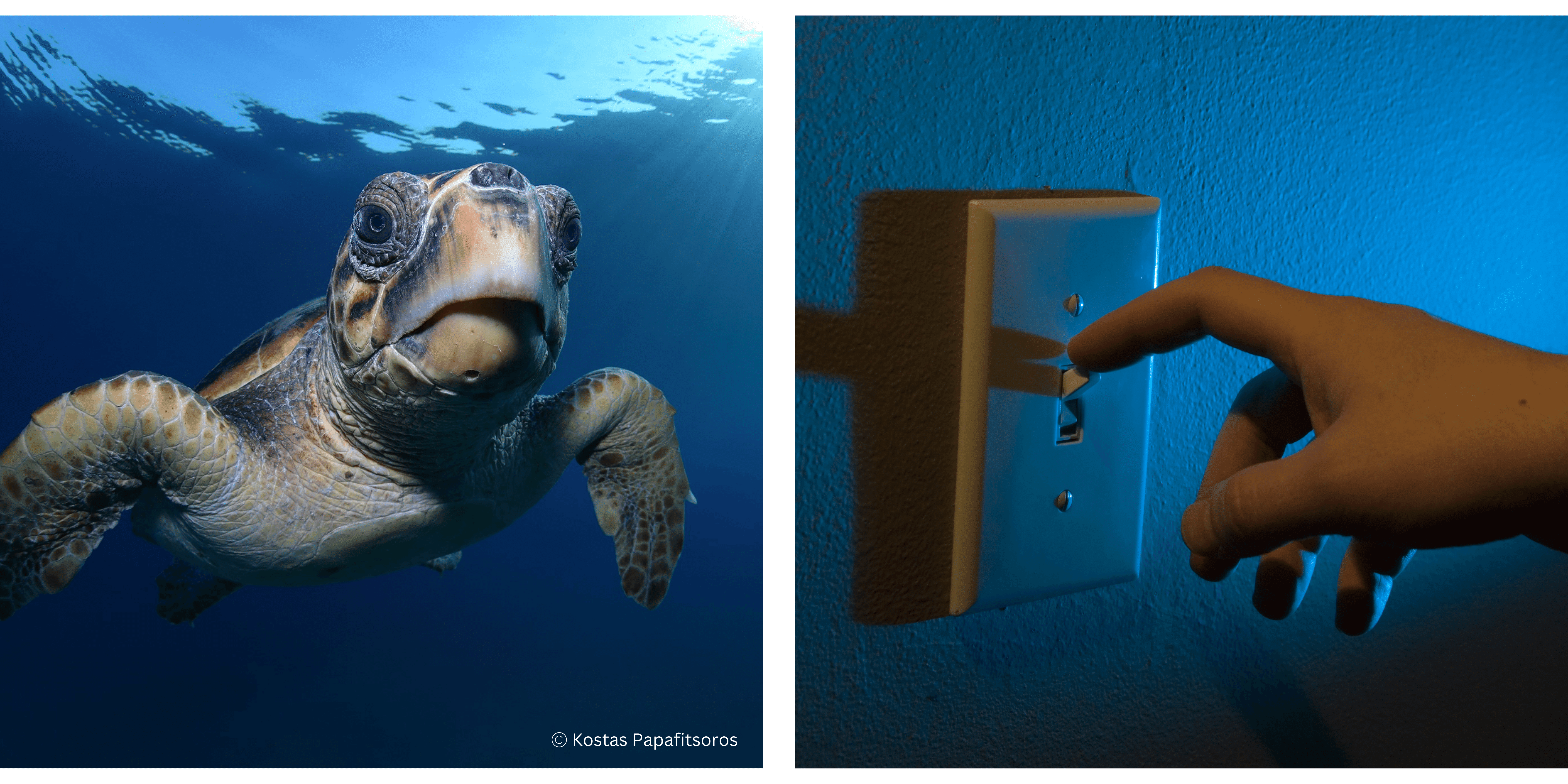 sea turtle turn off light