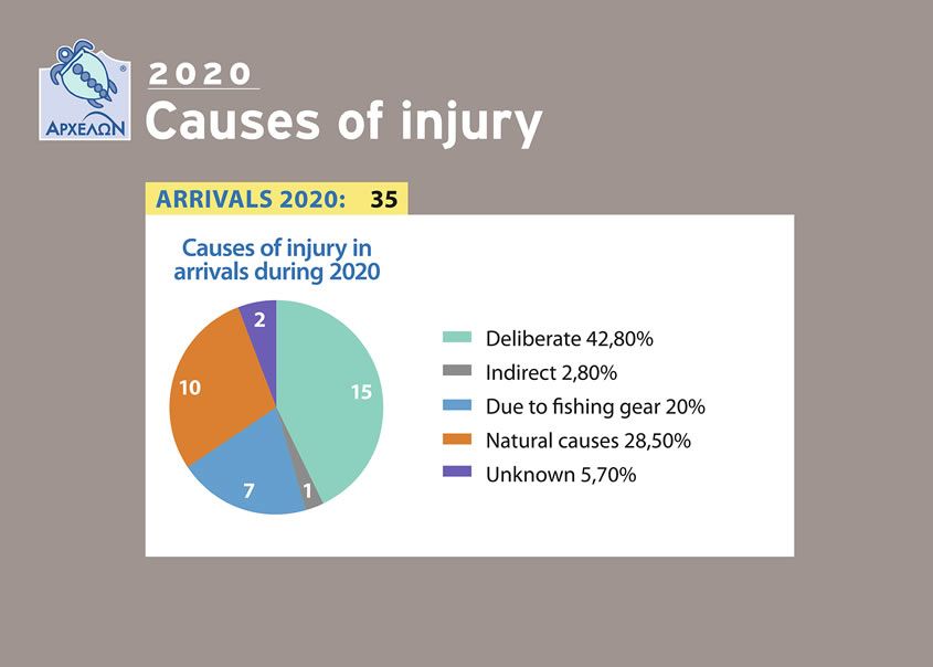 the-causes-of-injury-of-the-sea-turtles-that-arrive-at-the-rescue-center-Poster_5_A_eng.jpg