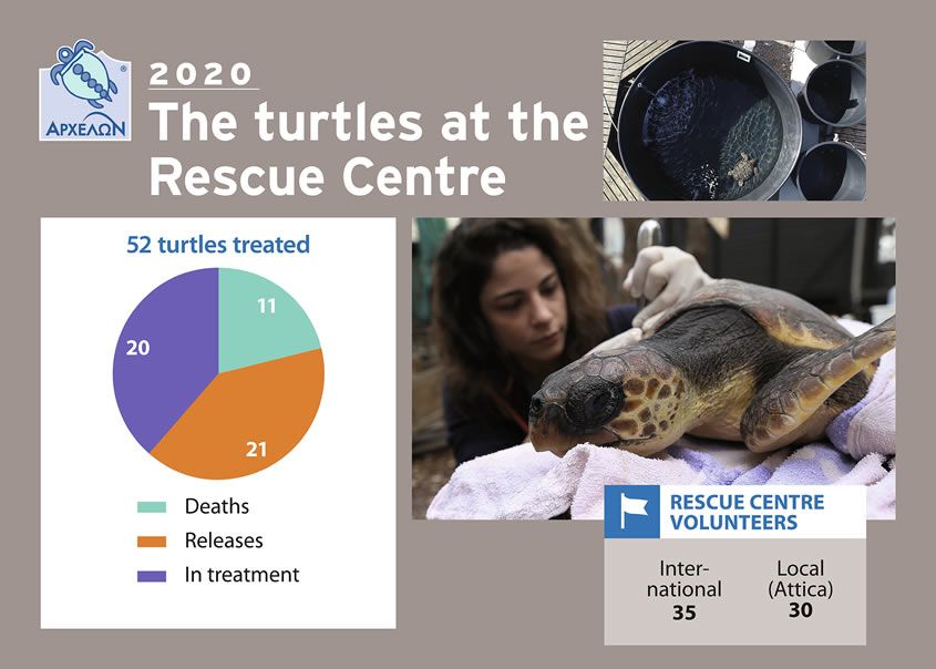the-causes-of-injury-of-the-sea-turtles-that-arrive-at-the-rescue-center-Poster_5_B_eng.jpg