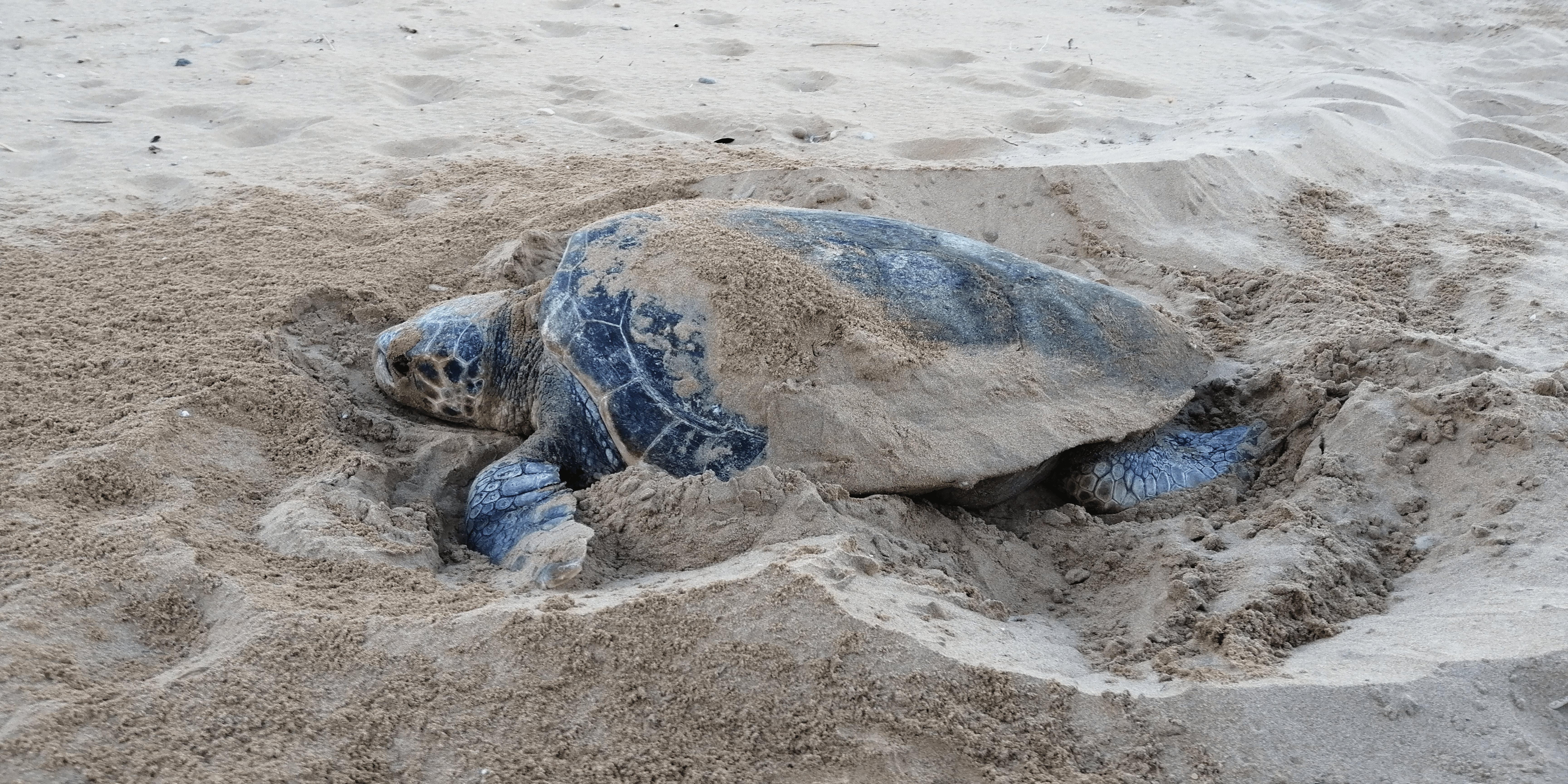 turtle nesting.png