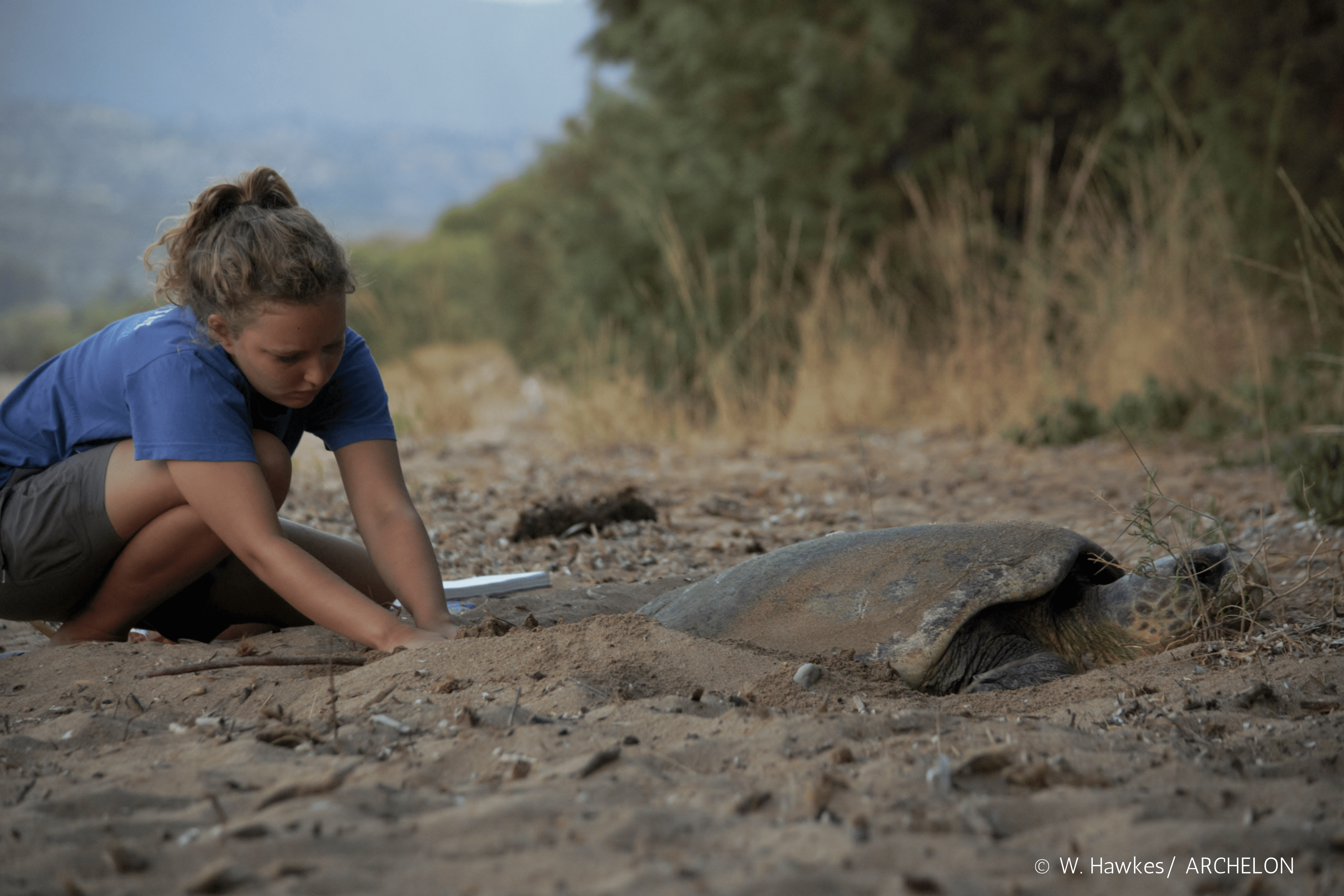 volunteer with nesting turtle.png
