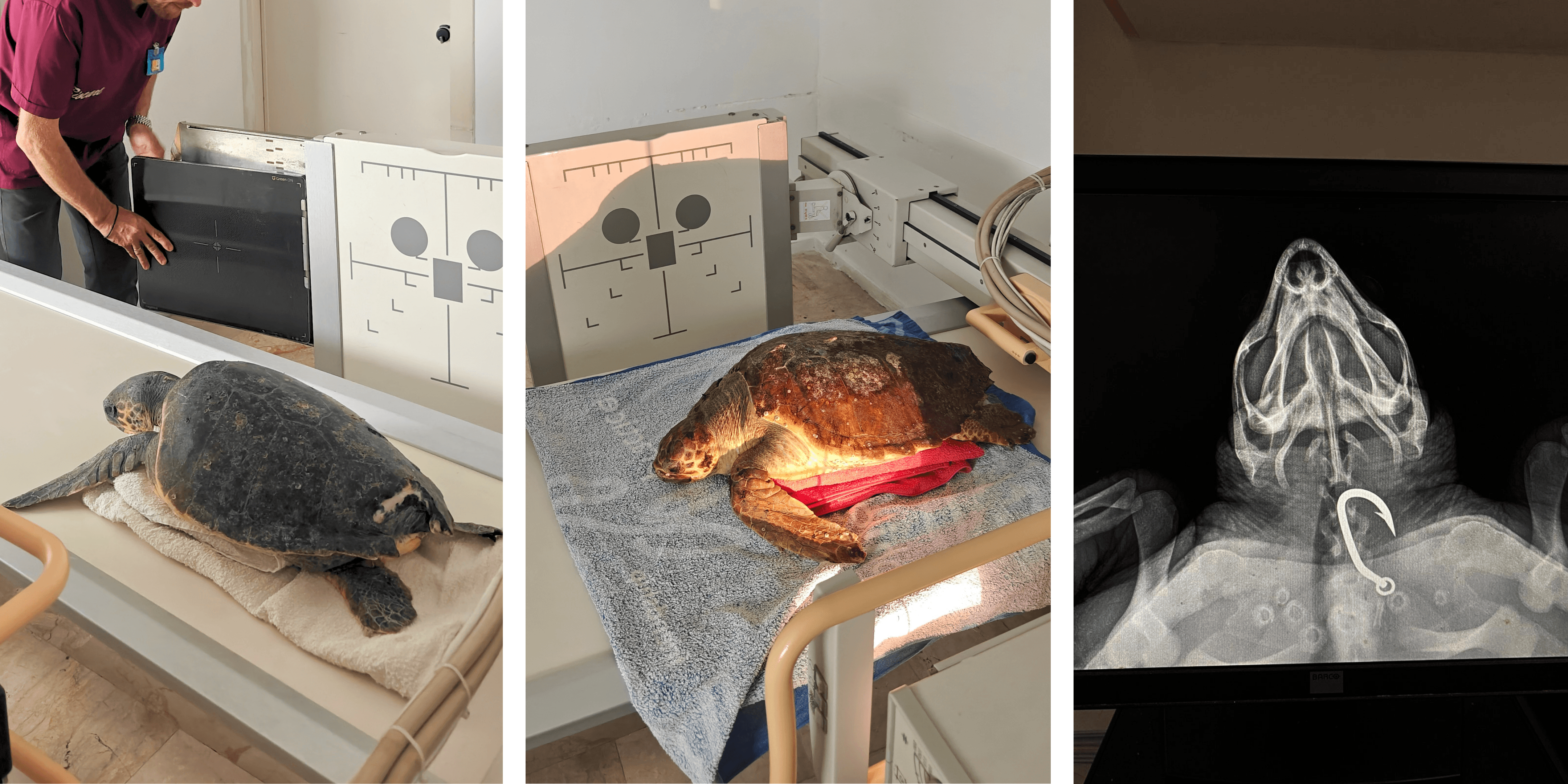 x-rays (2).png